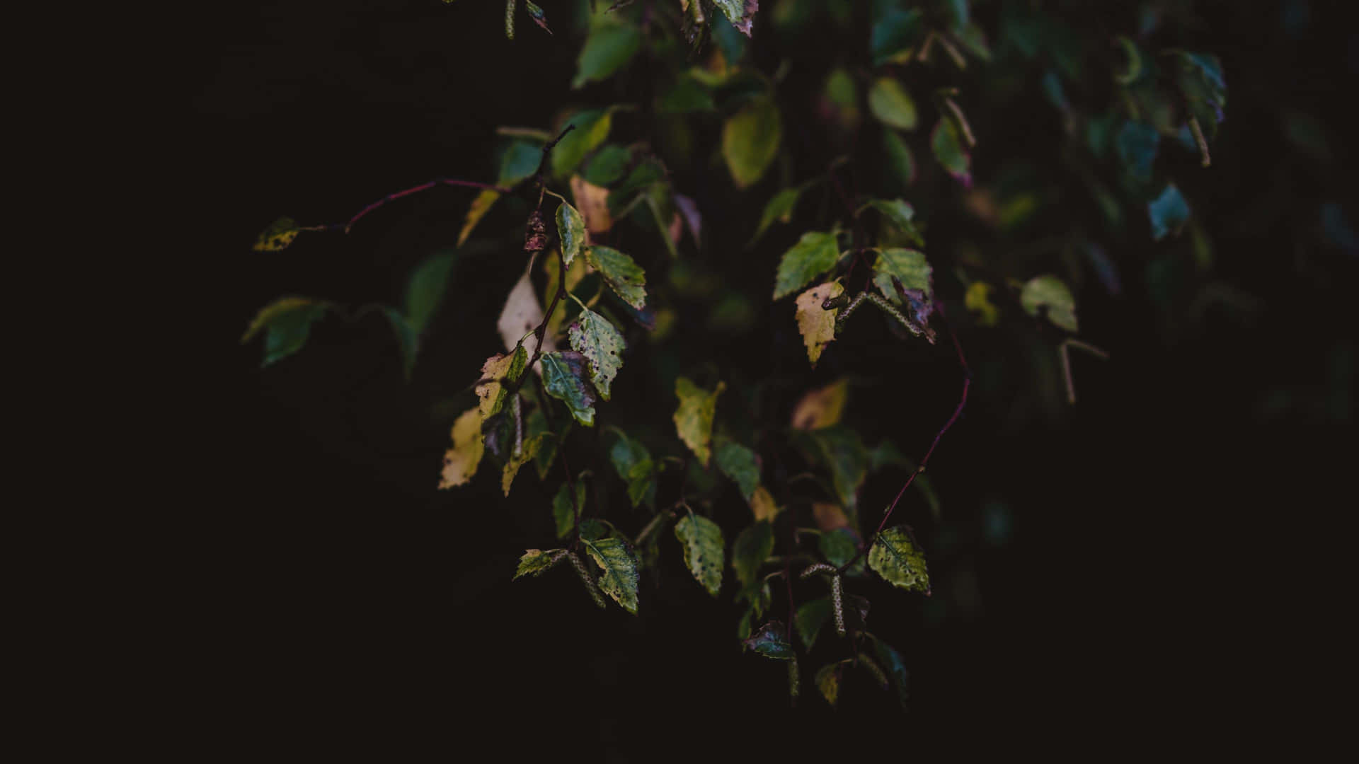 Dark Autumn Wallpaper