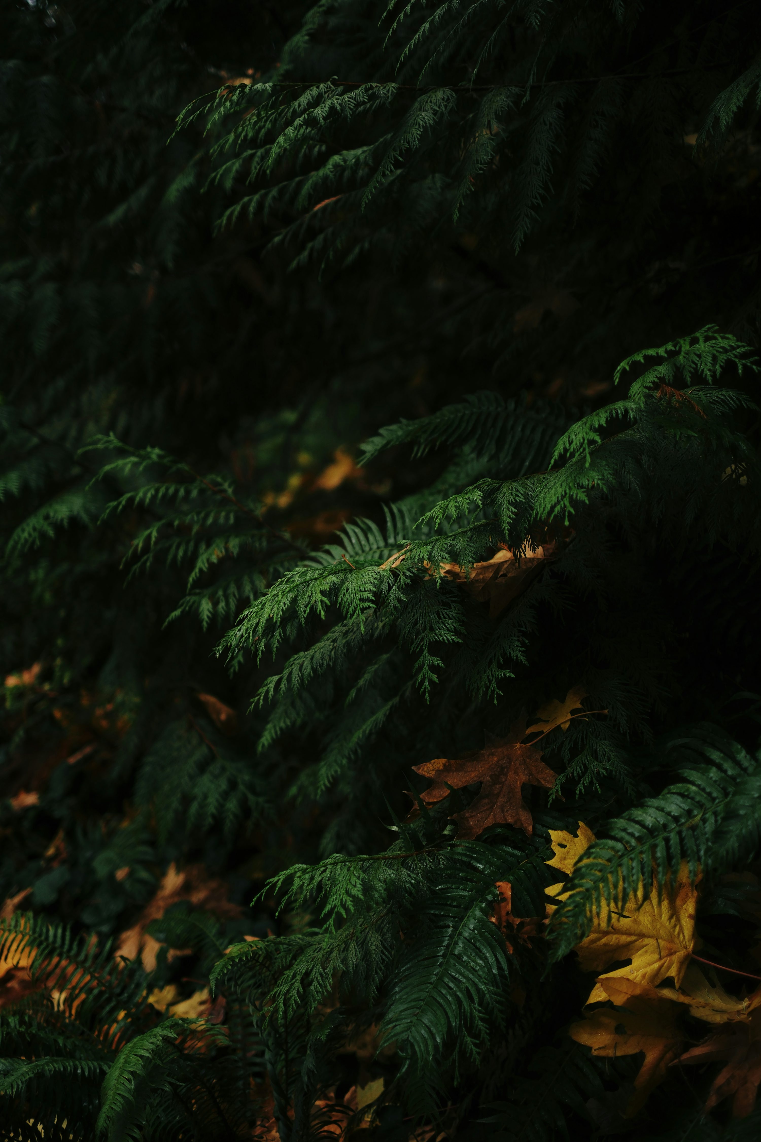 Dark green evergreen branches with fallen autumn leaves. photo