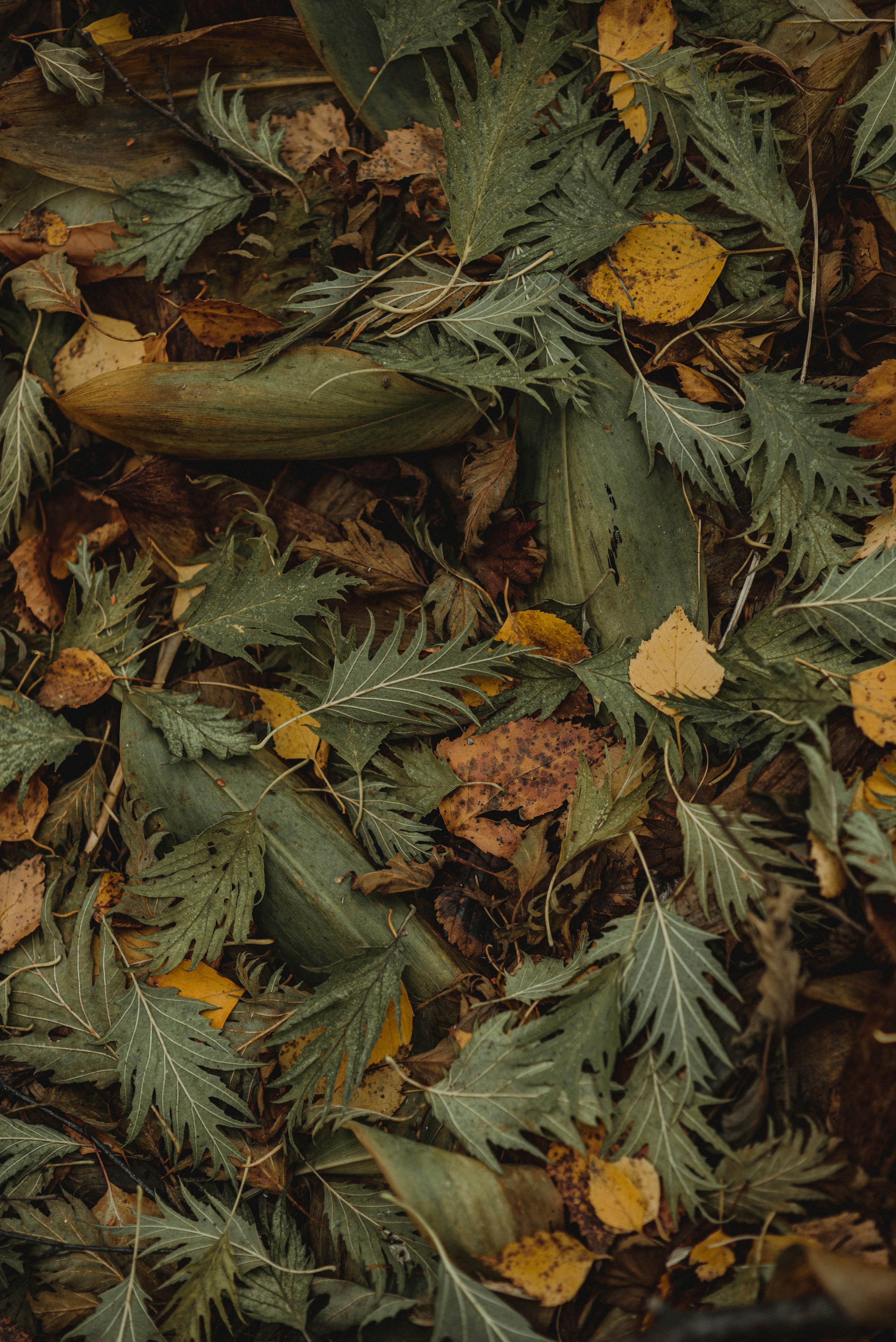 Fall Aesthetic Picture. Download Free Image