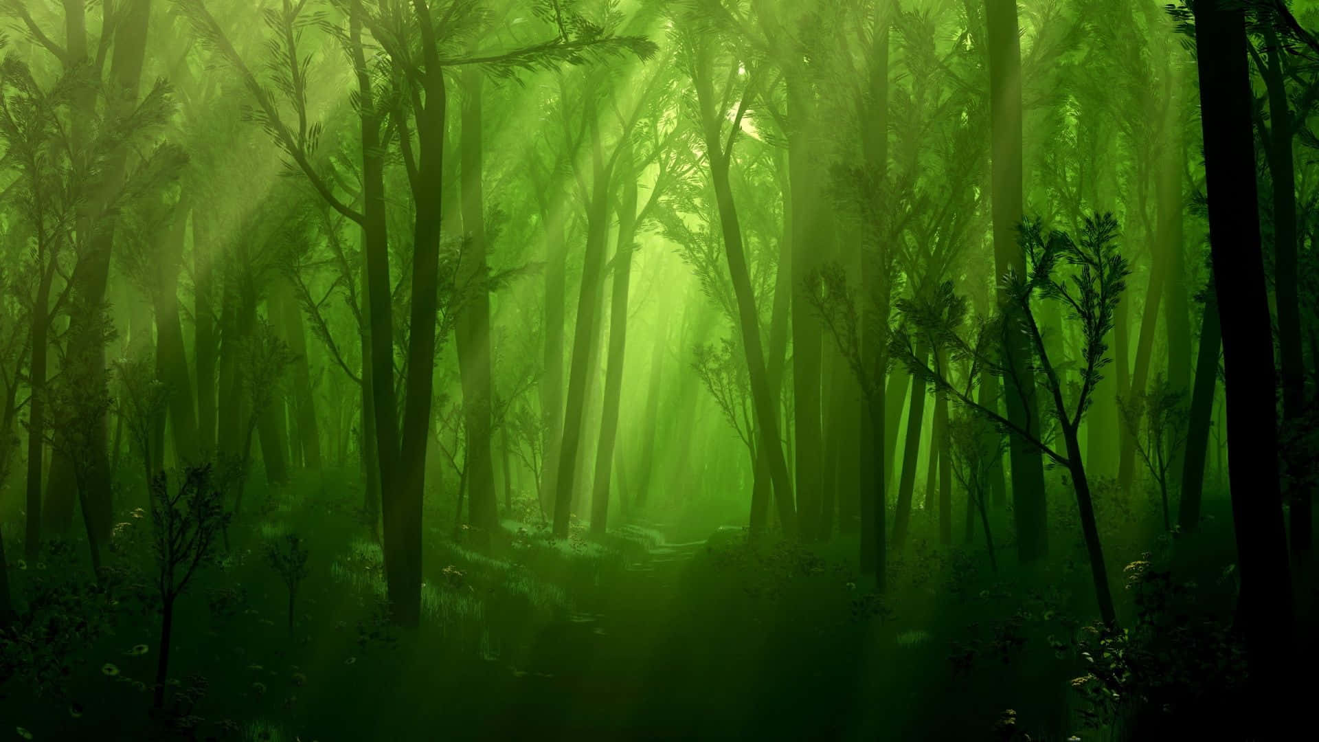 Download Majestic Dark Green Forest in Autumn Wallpaper