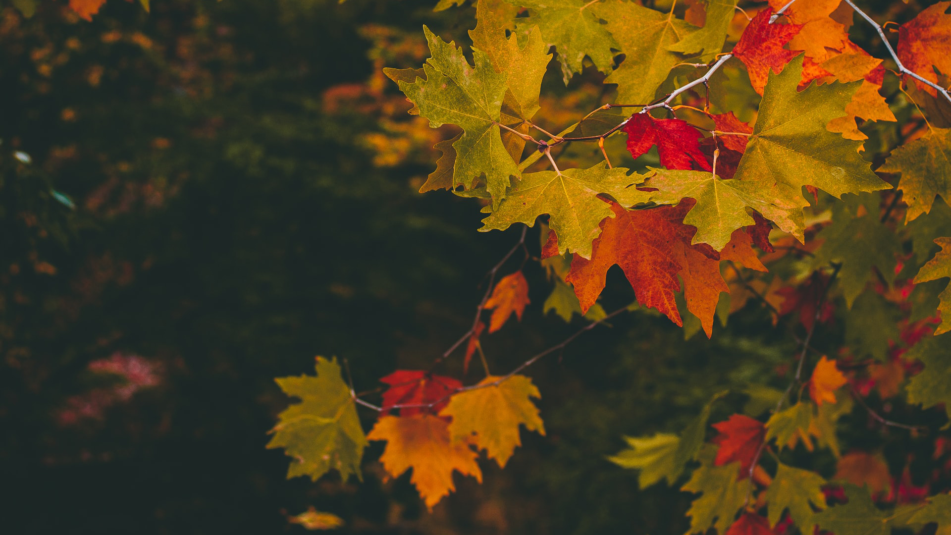 Red Green Yellow Autumn Leaves In Dark Background HD Autumn Wallpaper