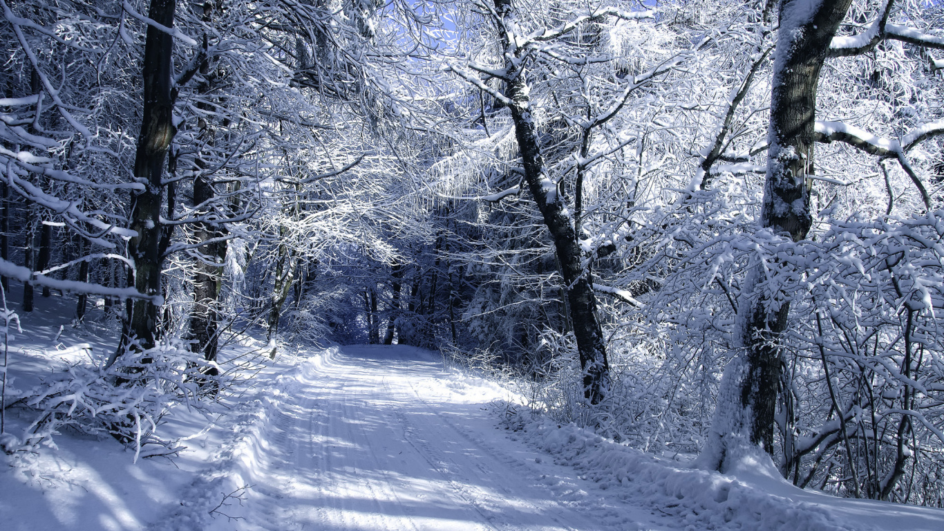 Laptop Winter Forest Wallpaper Free 1366x768 High Quality Background
