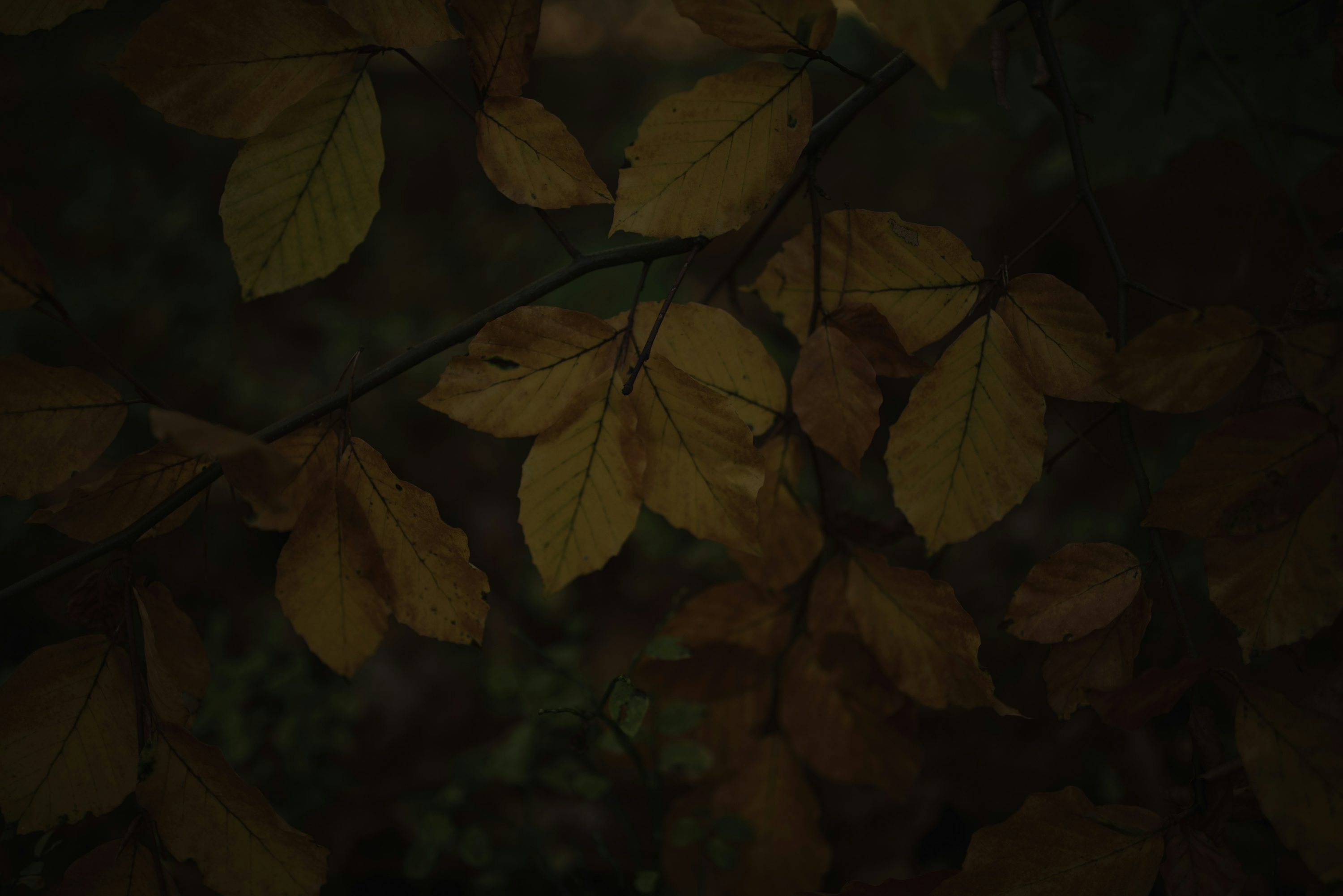 Autumn leaves on a dark background photo