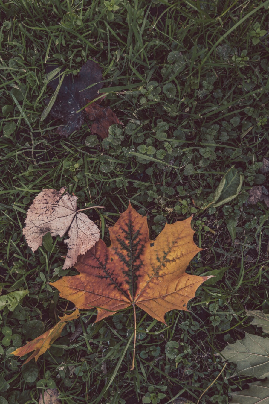 Free picture: Dark green grass plants with dry maple leaves at autumn season