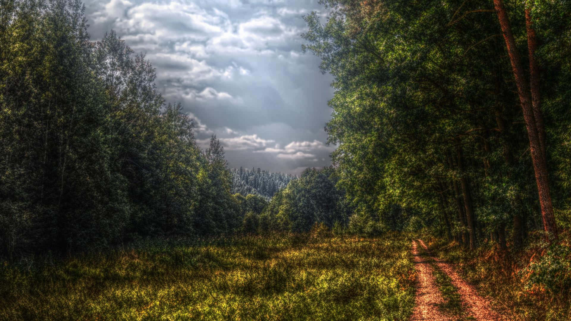 Download Explore the calm expanse of dark green forest. Wallpaper