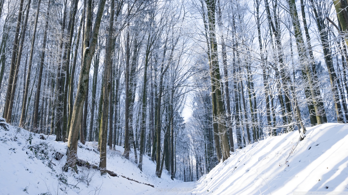 Winter, Trees, Forest, Snow, Path 4K UHD Wallpaper for UltraHD Desktop and TV, Widescreen and UltraWide Display, Smartphone and Tablet Devices