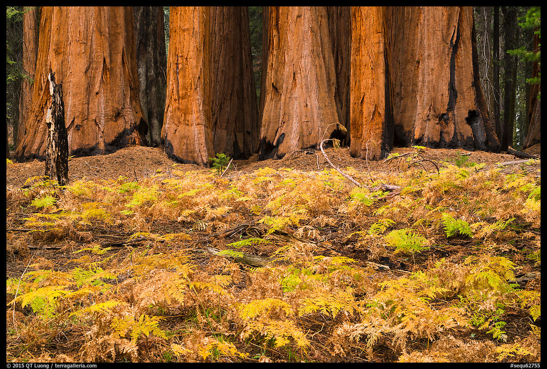 Photographing Fall Foliage in Sequoia National Park. The Terra Galleria Blog