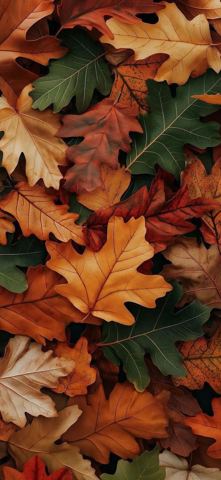 Best Fall Wallpaper Aesthetic For iPhone Homescreen, Lock Screen, and Background