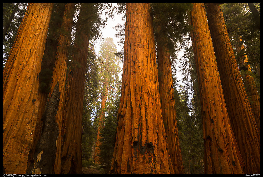 Photographing Fall Foliage in Sequoia National Park. The Terra Galleria Blog