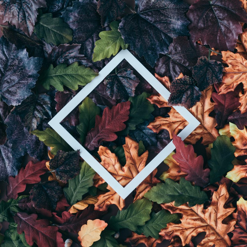 Fall leaves of amber, dark, green, and maroon surrounding paper square outline Photo (5ppWy5)