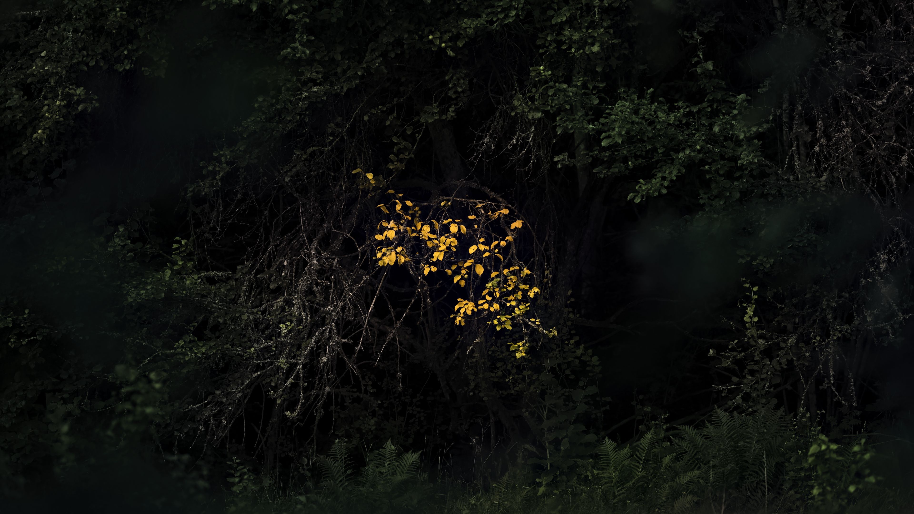 trees green yellow leaves autumn tree branches dark wallpaper background 4K HD dark background Wallpaper