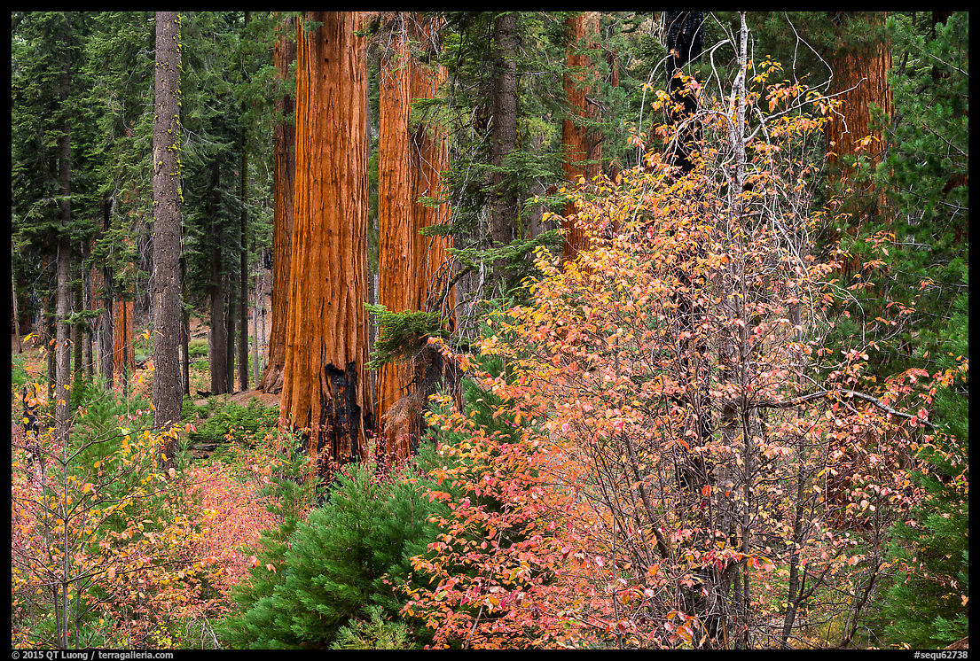 Photographing Fall Foliage in Sequoia National Park. The Terra Galleria Blog