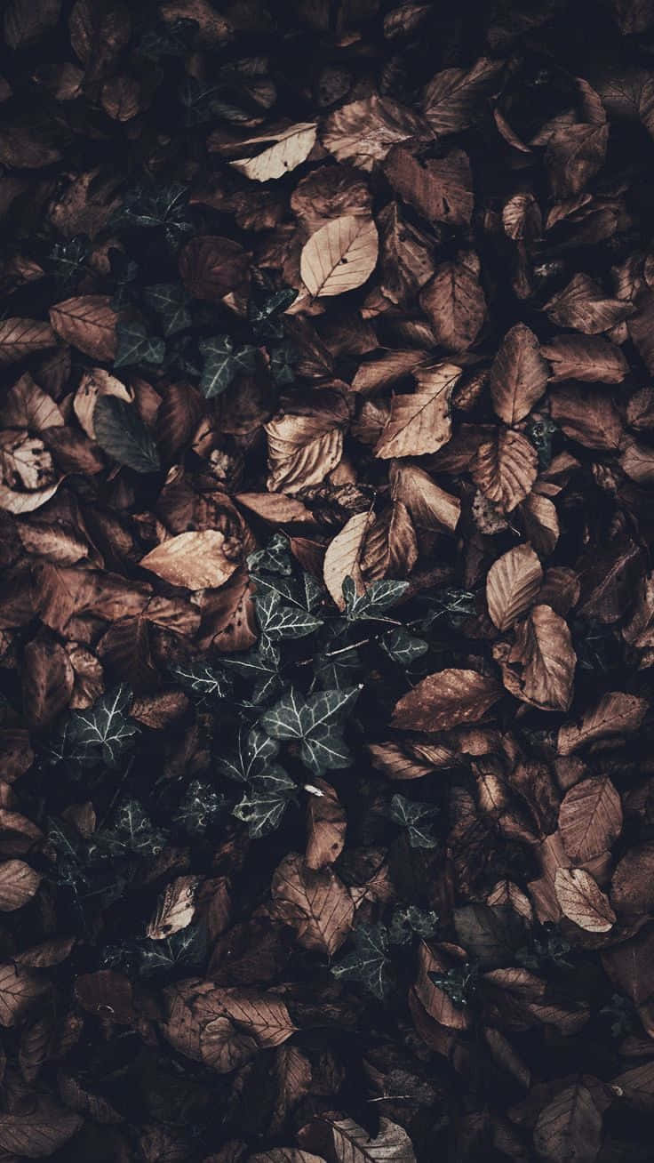 Download Green And Brown Dried Leaves For Dark Autumn Wallpaper