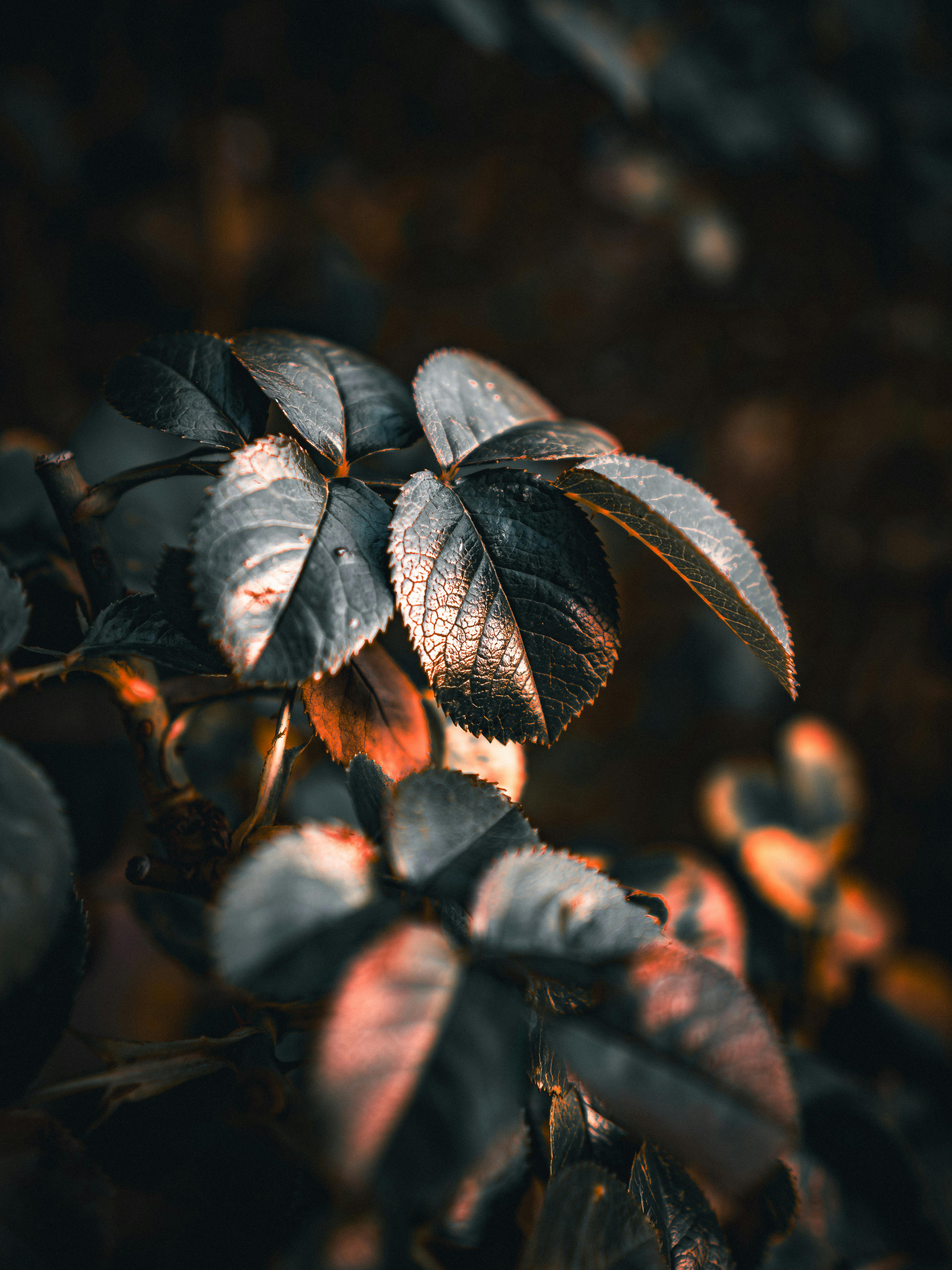 Leaves in Dark · Free