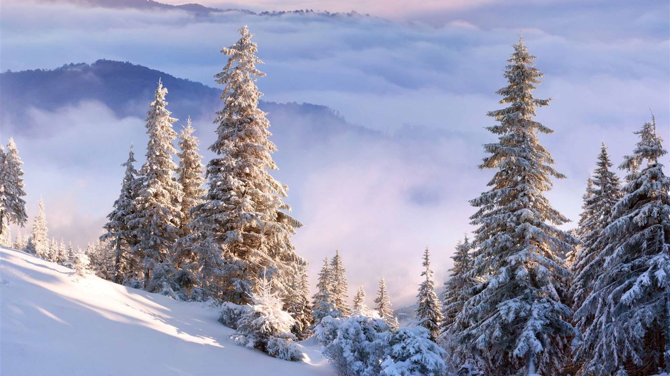 Winter Forest On Slope MacBook Air Wallpaper Download
