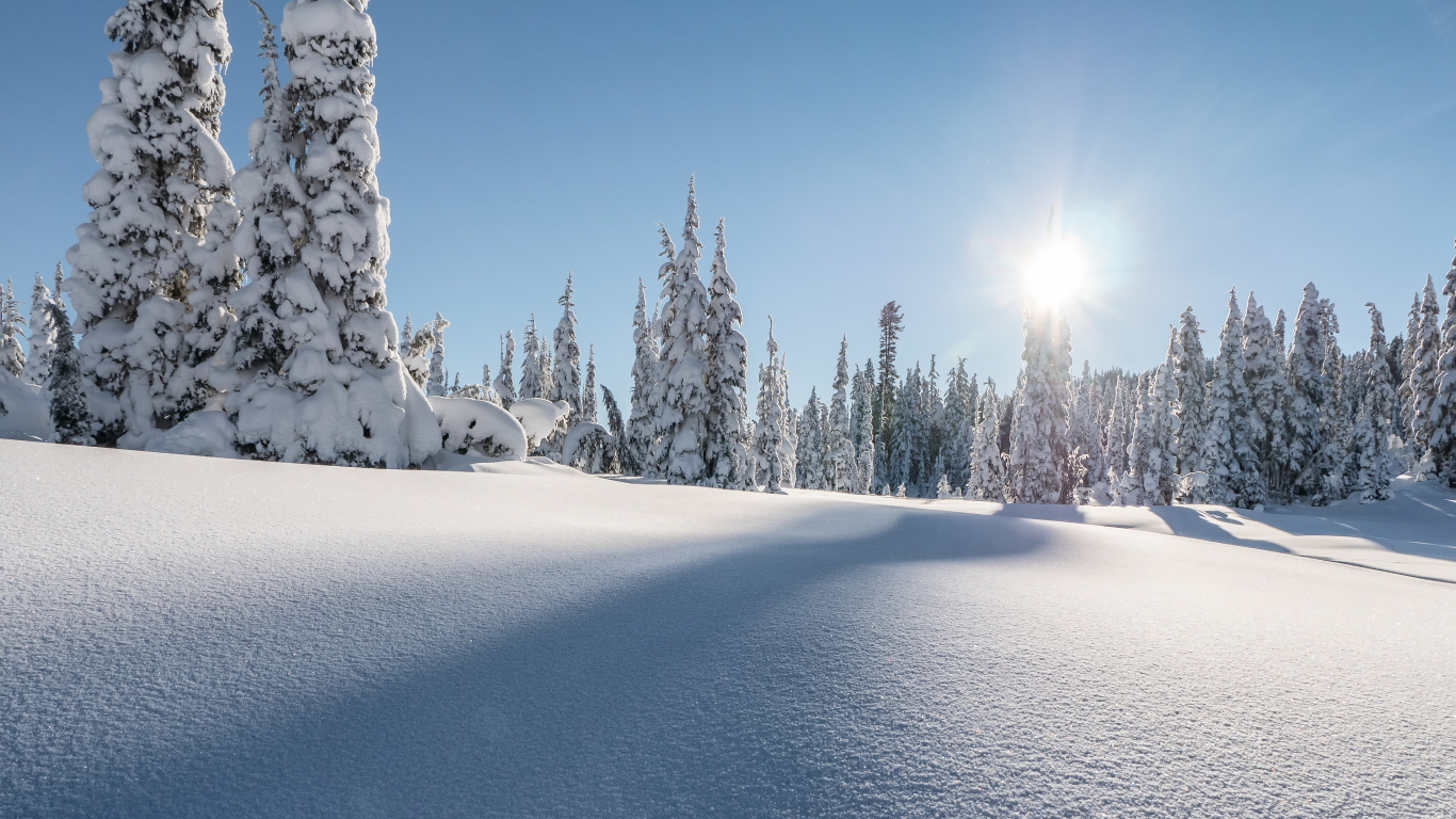 Smooth snow in the forest against the backdrop of fir trees under the rays of the sun in winter Desktop wallpaper 1366x768