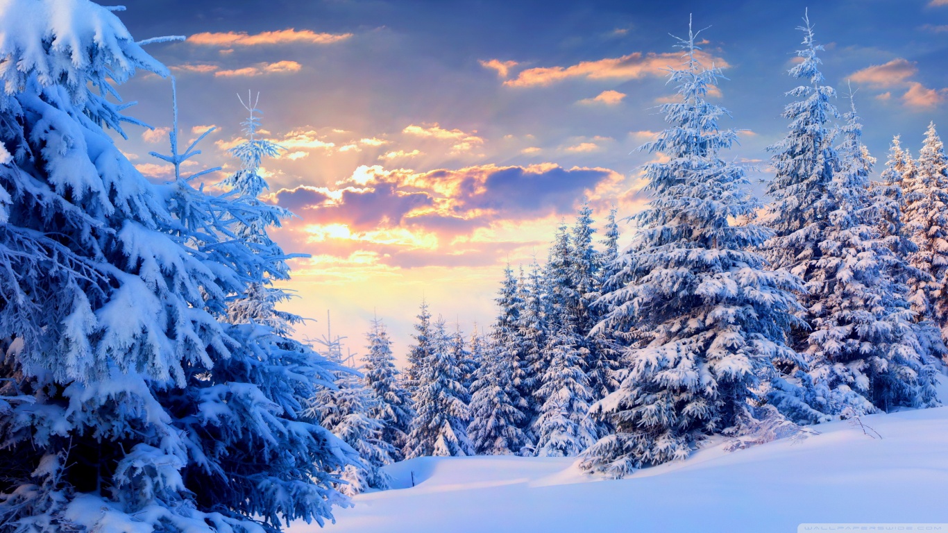 Fir Trees Under The Snow, Forest 4K UHD Wallpaper for UltraHD Desktop and TV, Dual Monitor, Smartphone and Tablet Devices