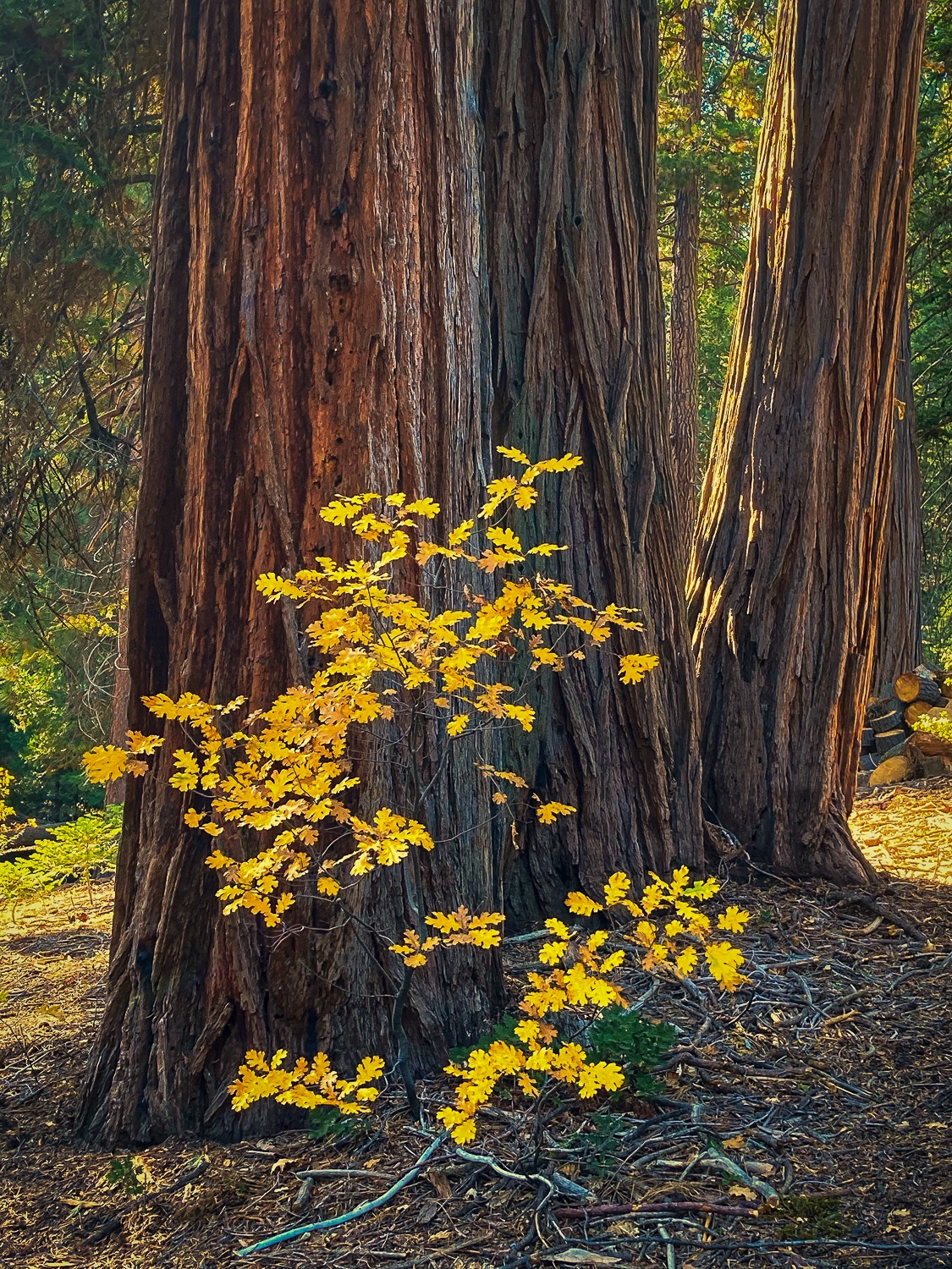 Giant Sequoia Nat'l Monument