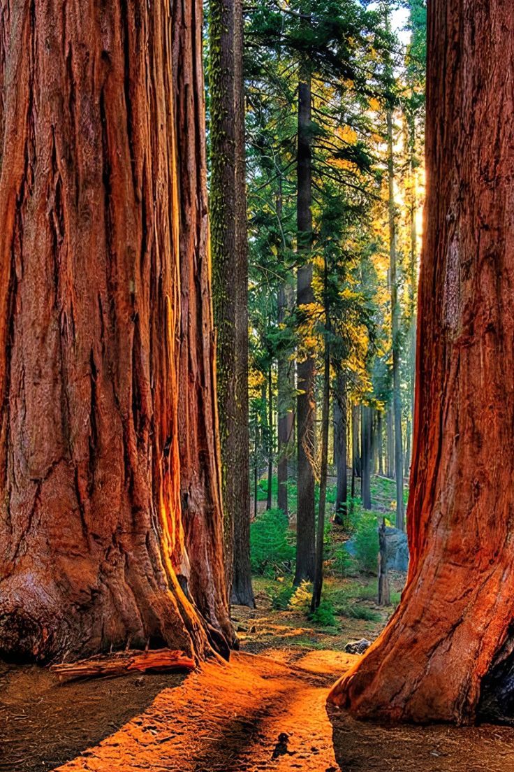 Sequoia National Park, California, USA. National parks, Nature photography, Kings canyon national park