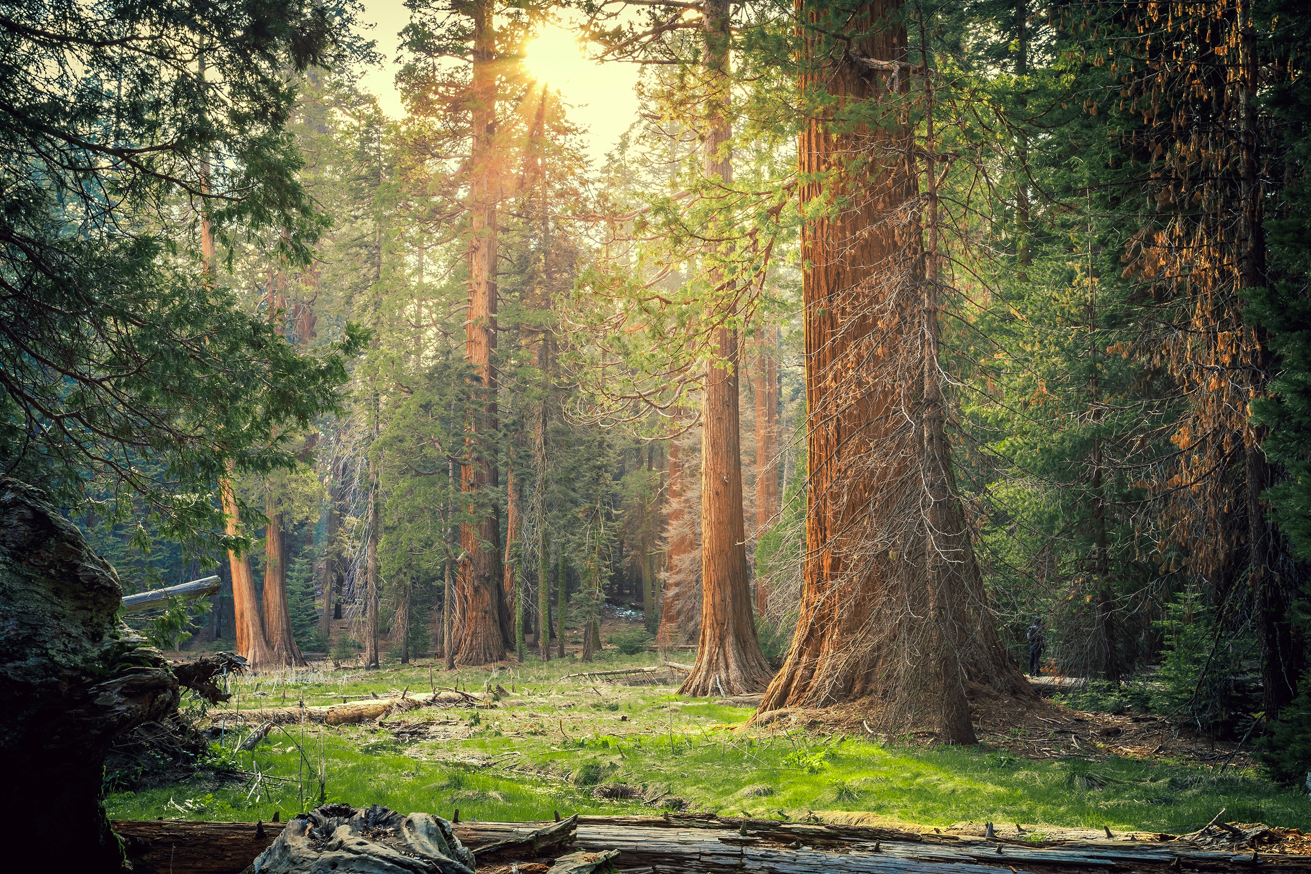 Wallpaper forest, grass, the sun, trees, Park, CA, USA, Sequoia National Park for mobile and desktop, section природа, resolution 2560x1707