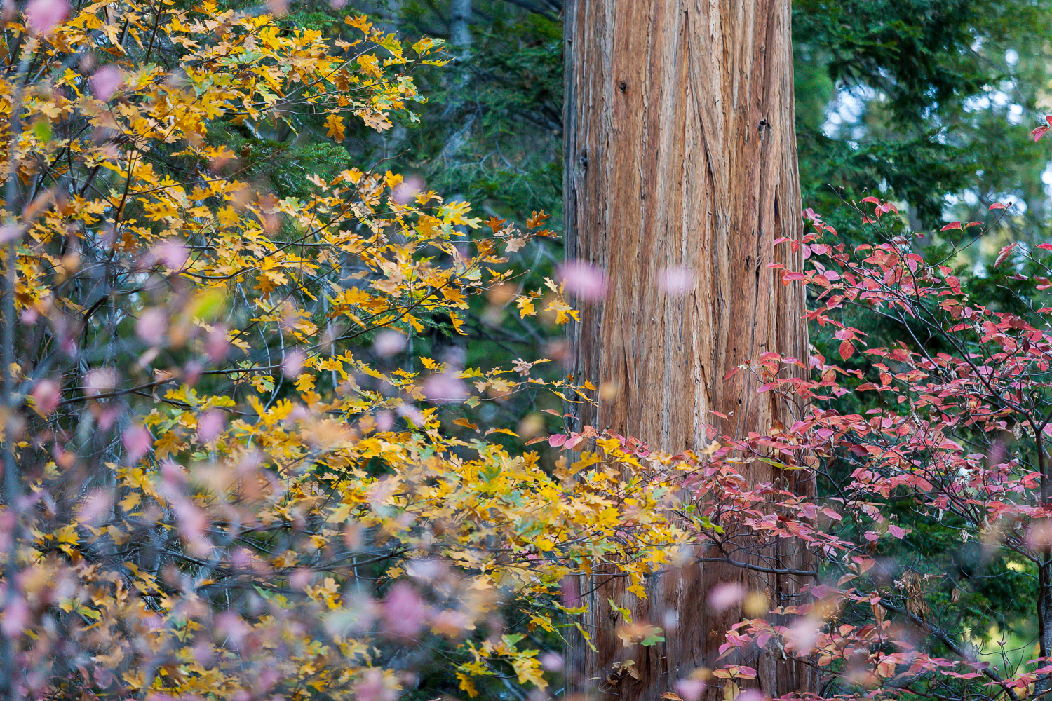 Sequoia National Park and Kings Canyon Photography