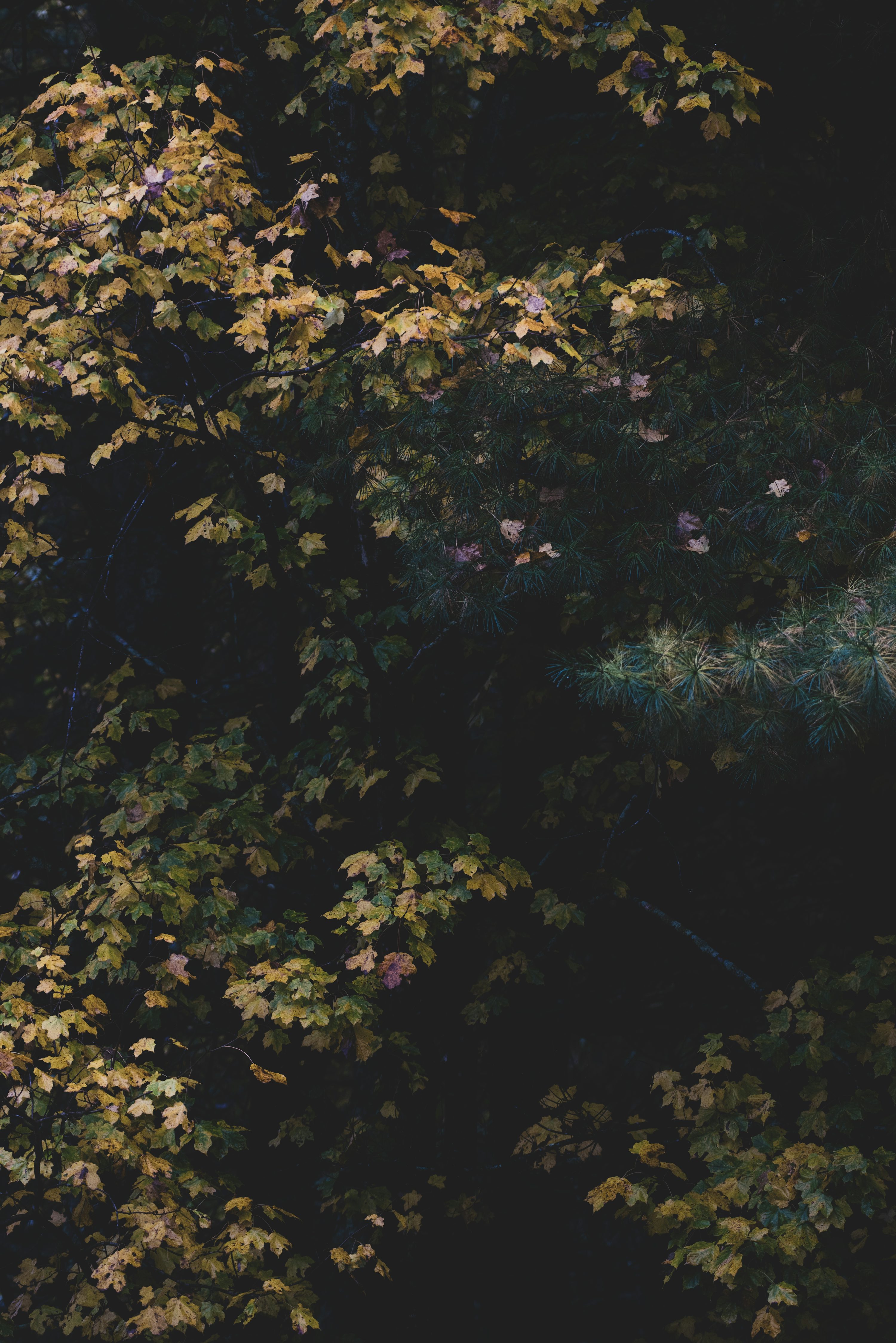 Autumn leaves on a dark forest background photo
