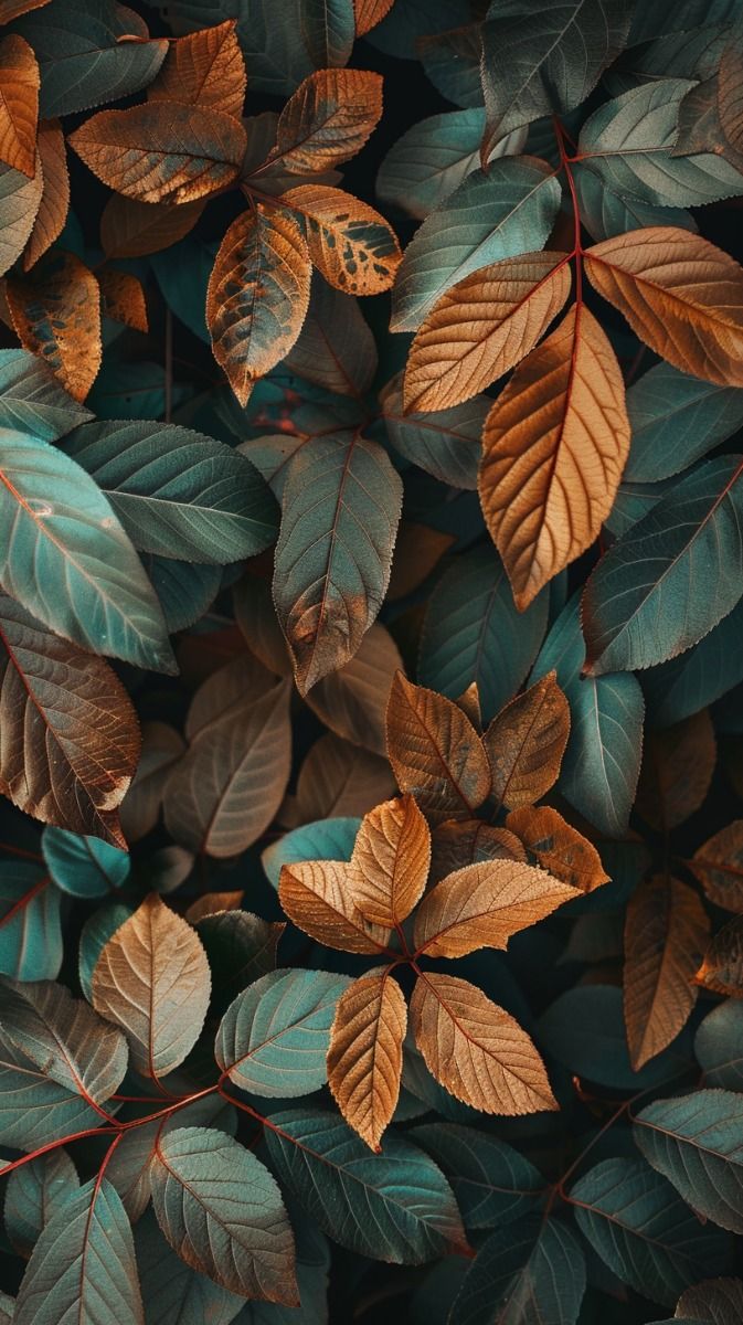 HD high quality nature aesthetic wallpaper background for your mobile lock screen