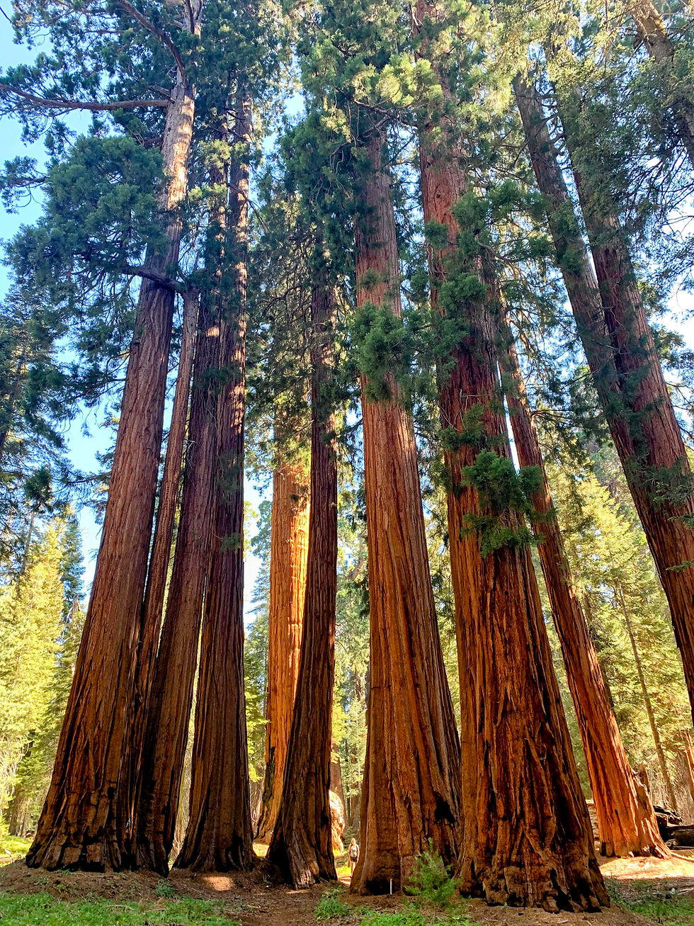 Two Days Visiting the Largest Trees in the World: Sequoia and Kings Canyon National Parks