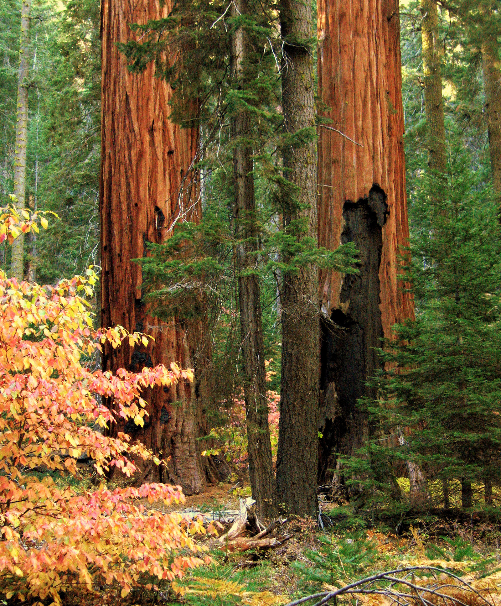 Giant Sequoias & Kings Canyon National Parks (U.S. National Park Service)