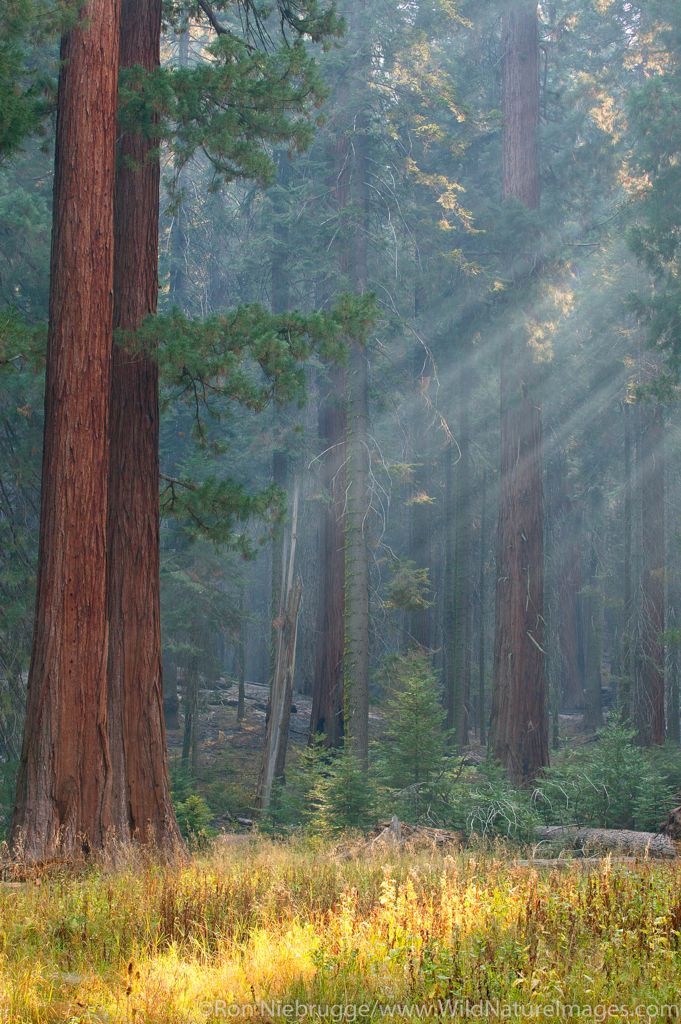 Light Beams. Sequoia National Park, California. Photo