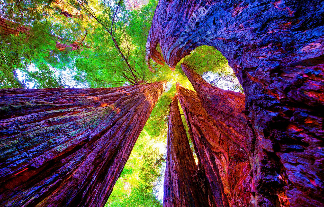 Sequoia National Park Wallpaper