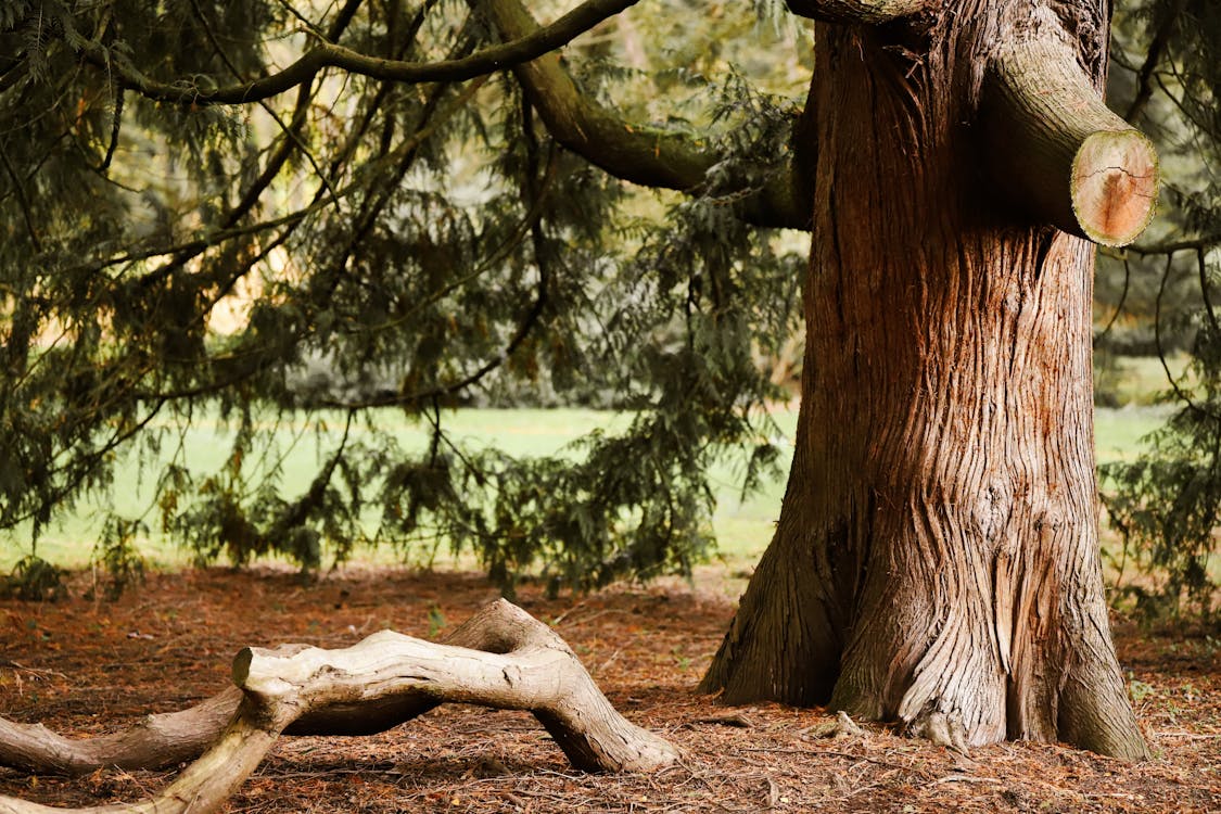 Majestic Sequoia Tree in Autumn Park Setting · Free