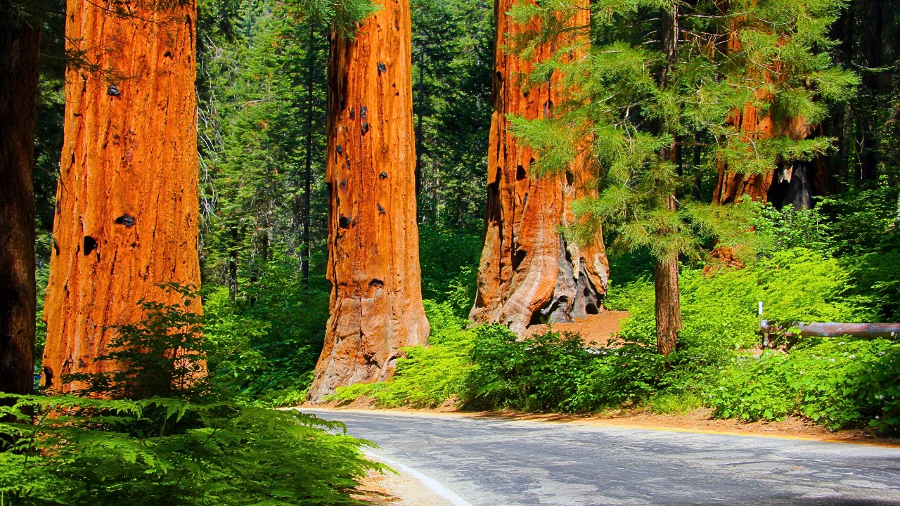 Sequoia National Park California: 1st Time Visitor Guide