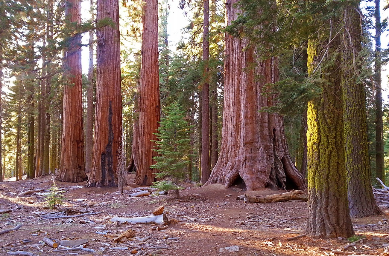 Giant Sequoias National Park (U.S. National Park Service)