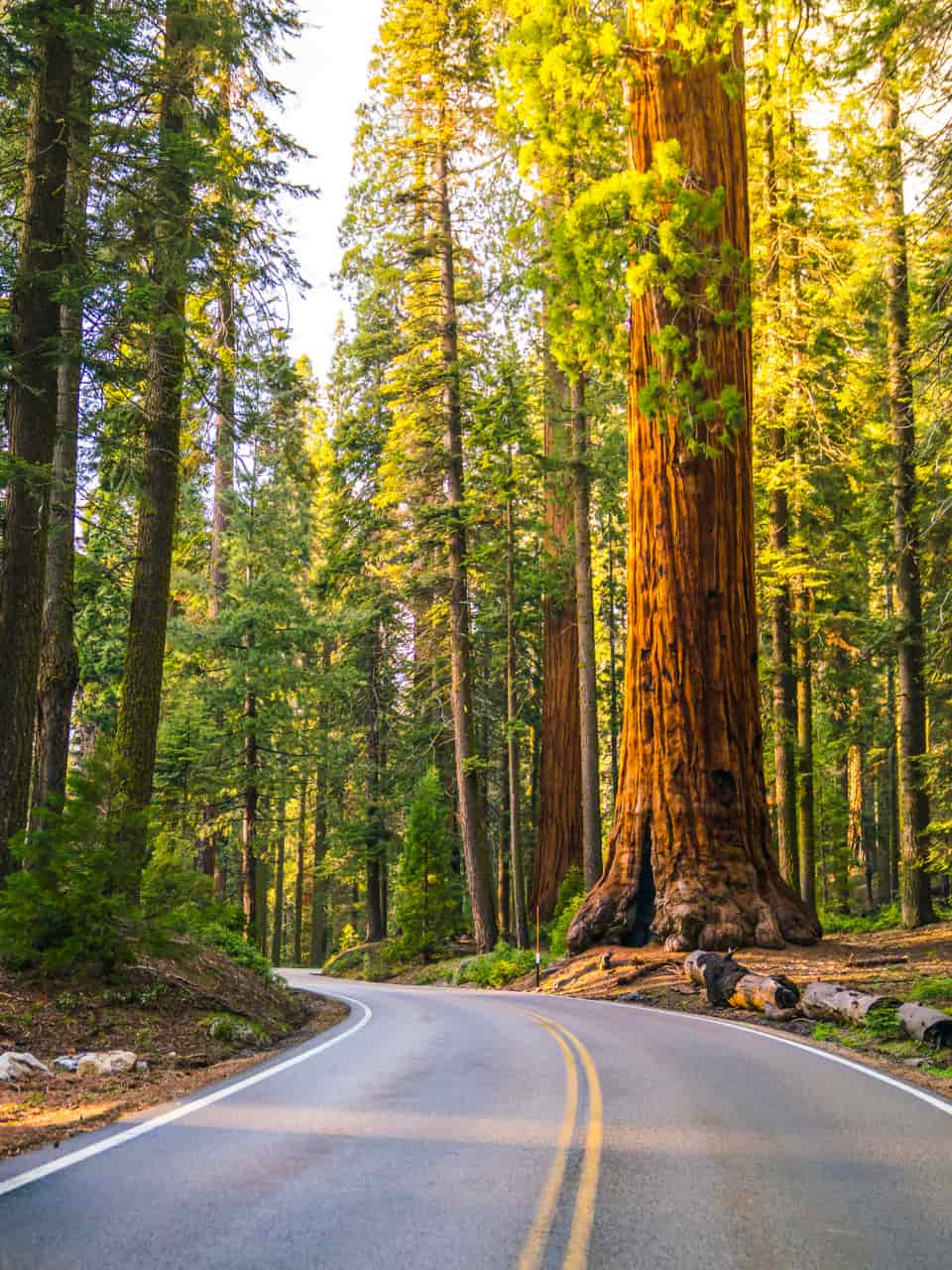 Top friendly cottages in Sequoia National Park with cozycozy