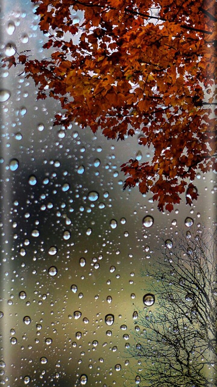 Autumn Leaves and Raindrops Wallpaper