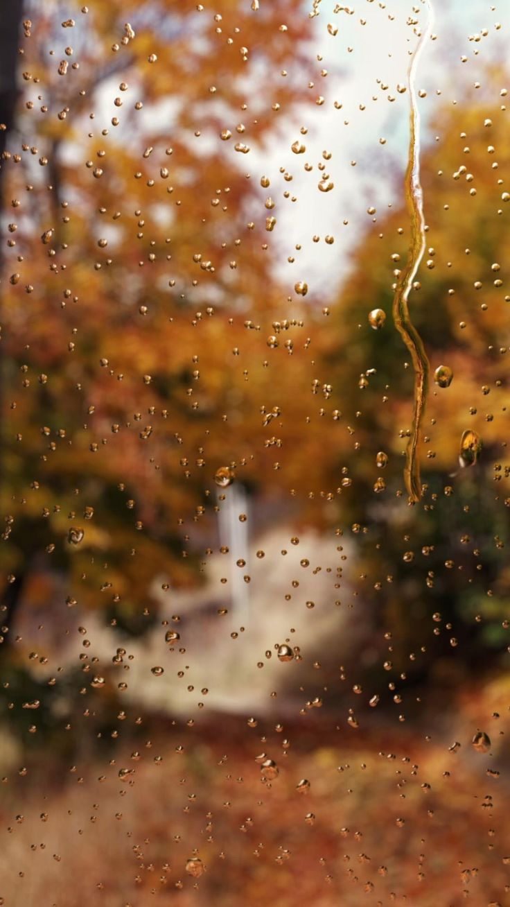Enjoy The Calming Sound of Autumn Rain