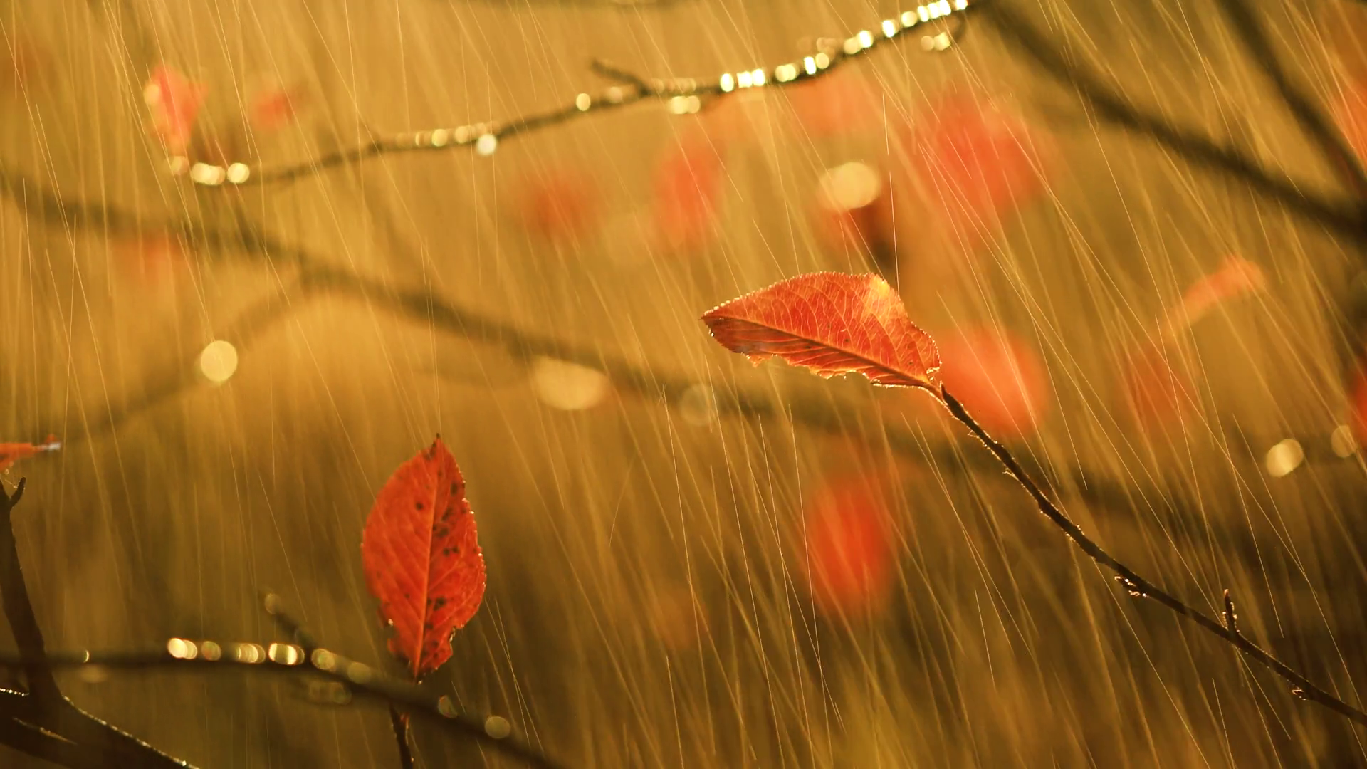 Autumn Rain Close Up