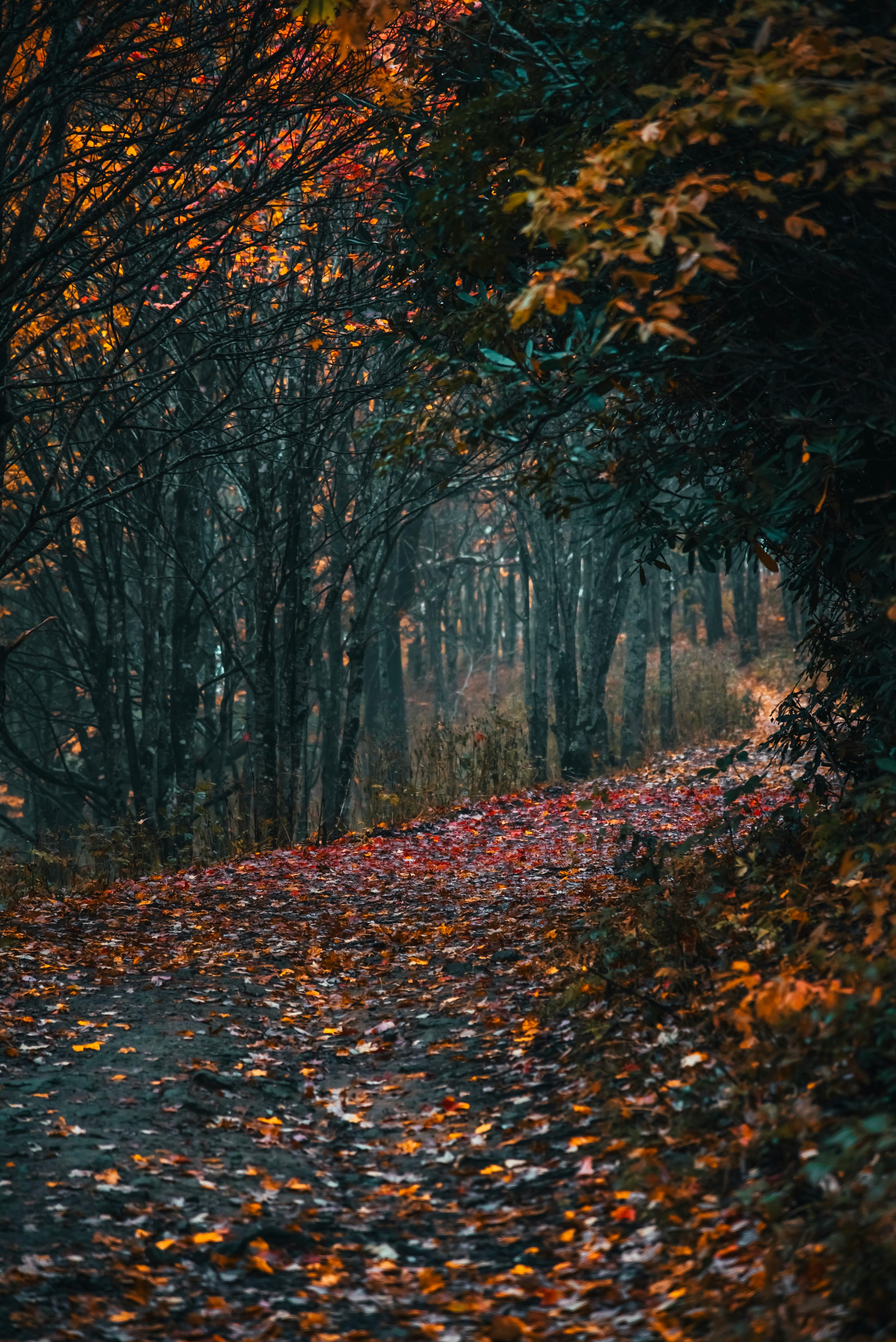 iPhone 16 Pro Autumn Wallpapers - Wallpaper Cave