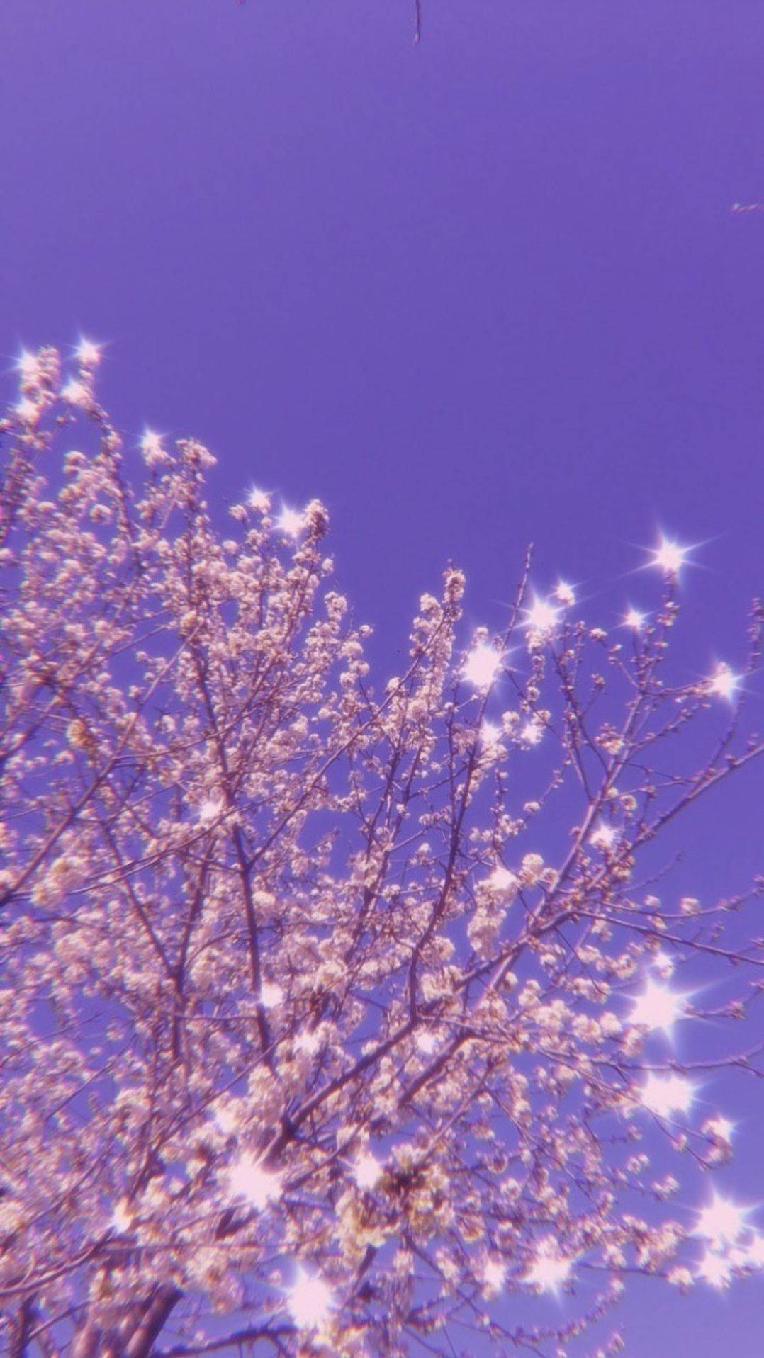 Download Sparkly Cherry Blossoms With Light Purple Sky Wallpaper