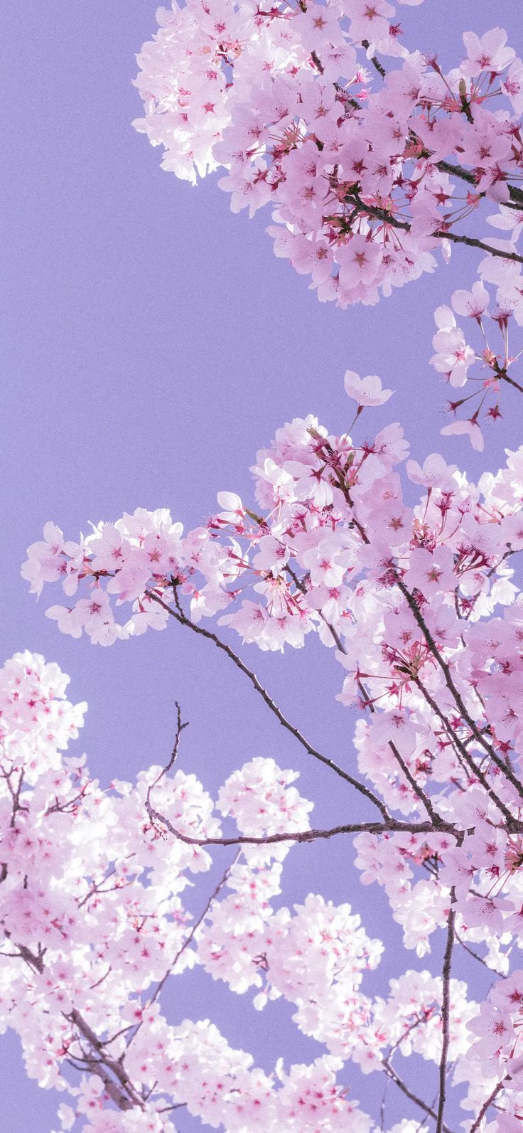 Sakura. Beautiful wallpaper background, Purple flowers wallpaper, Cherry blossom wallpaper