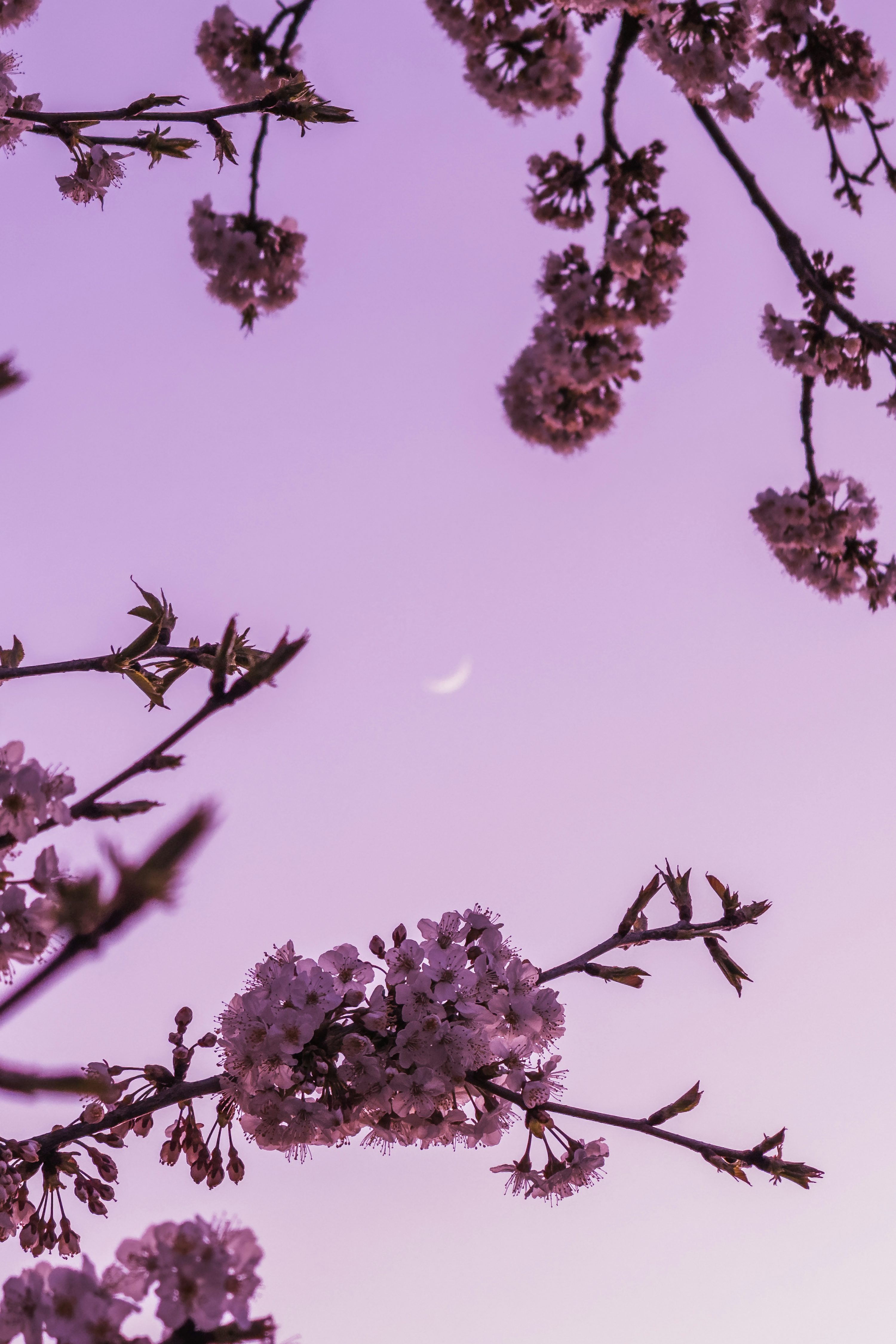 Cherry blossoms frame the moon in a twilight sky. photo
