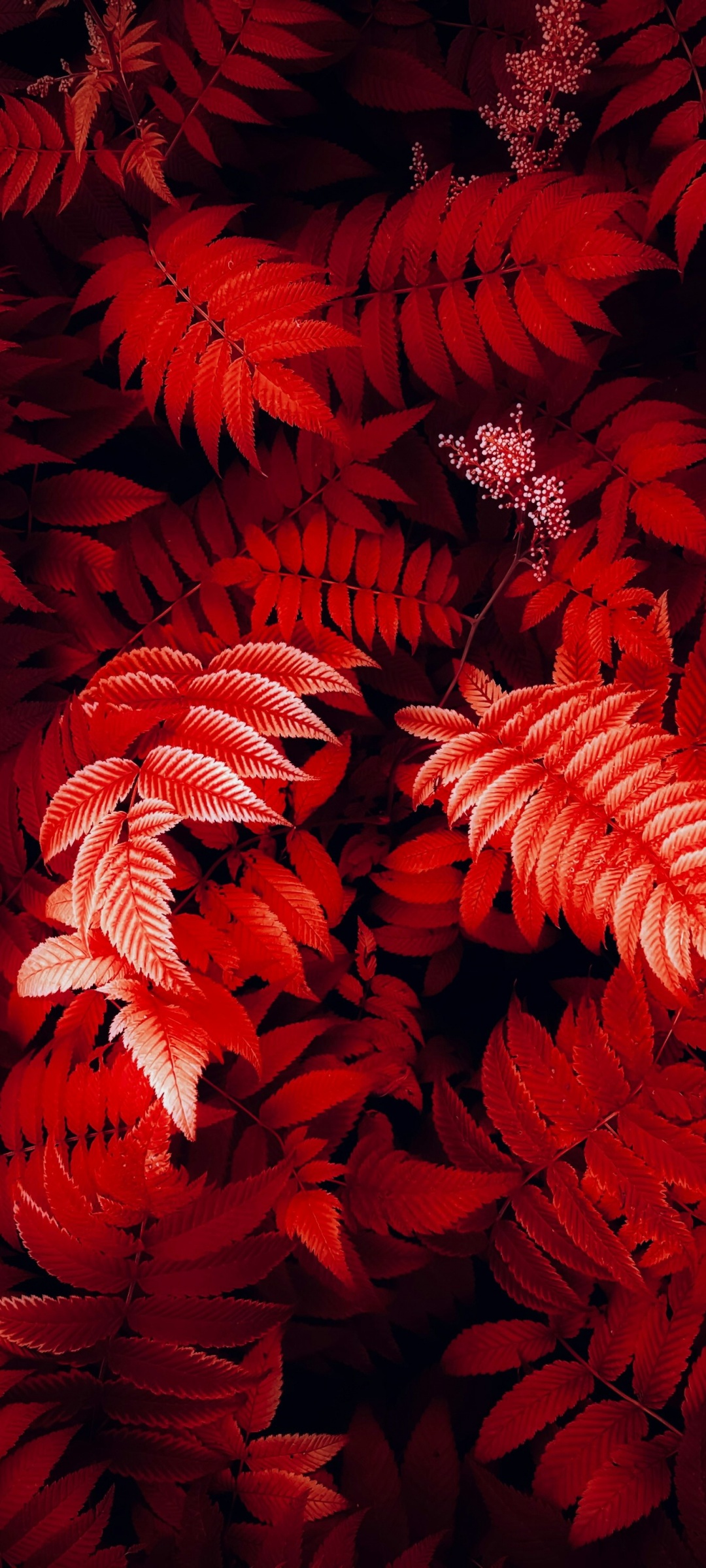 Red leaves Wallpaper 4K, Foliage, Closeup Photography