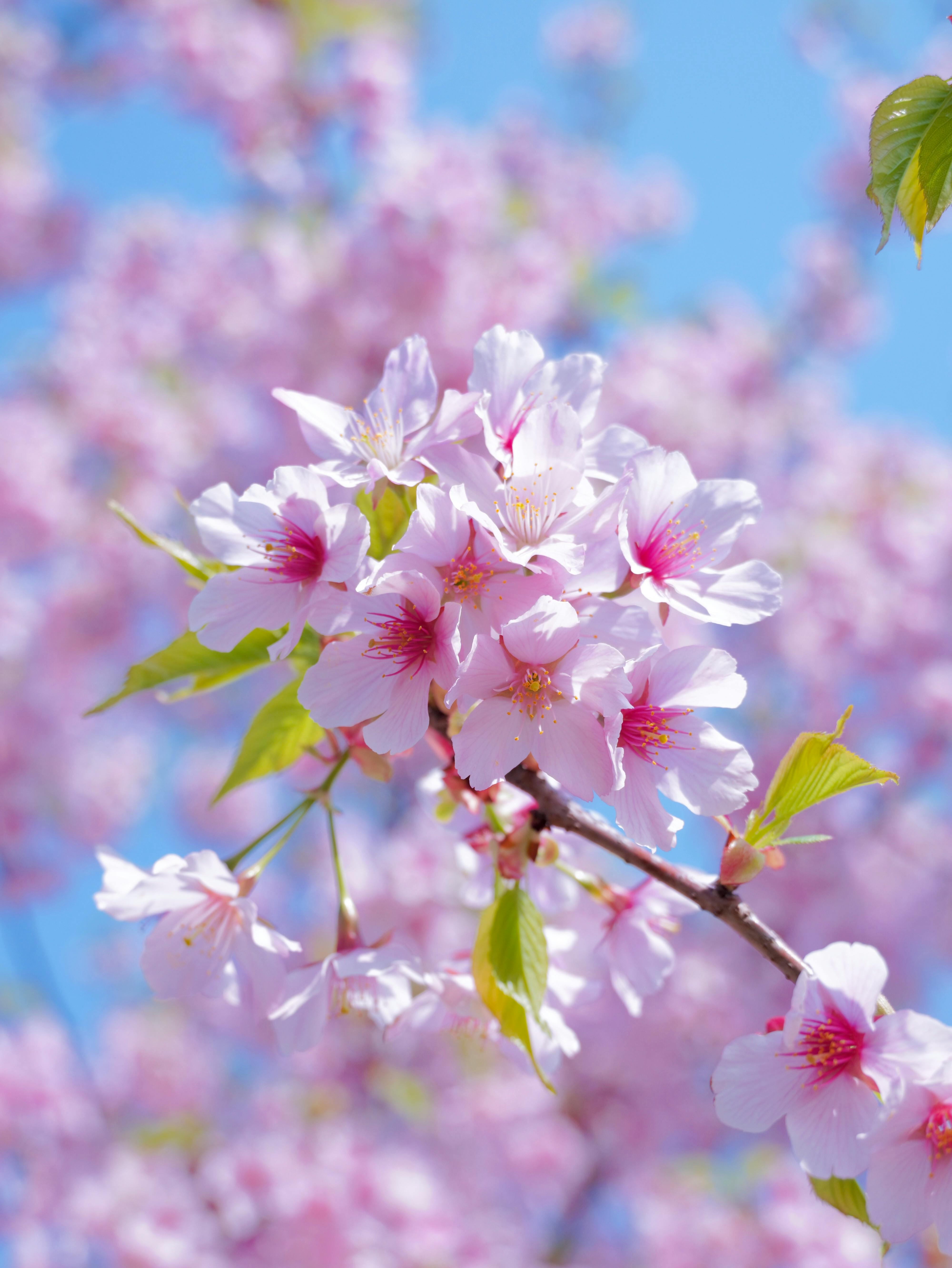 Vibrant Cherry Blossoms Against Blue Sky · Free