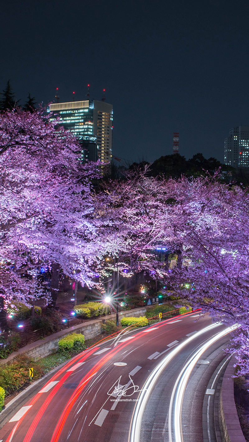 Free Japanese Cherry Blossom Smartphone Wallpaper