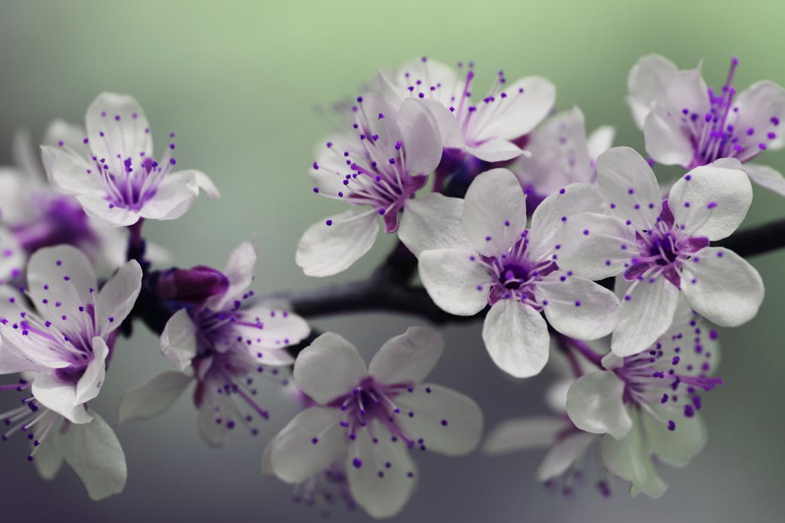White and Purple Petal Flower Focus Photography · Free