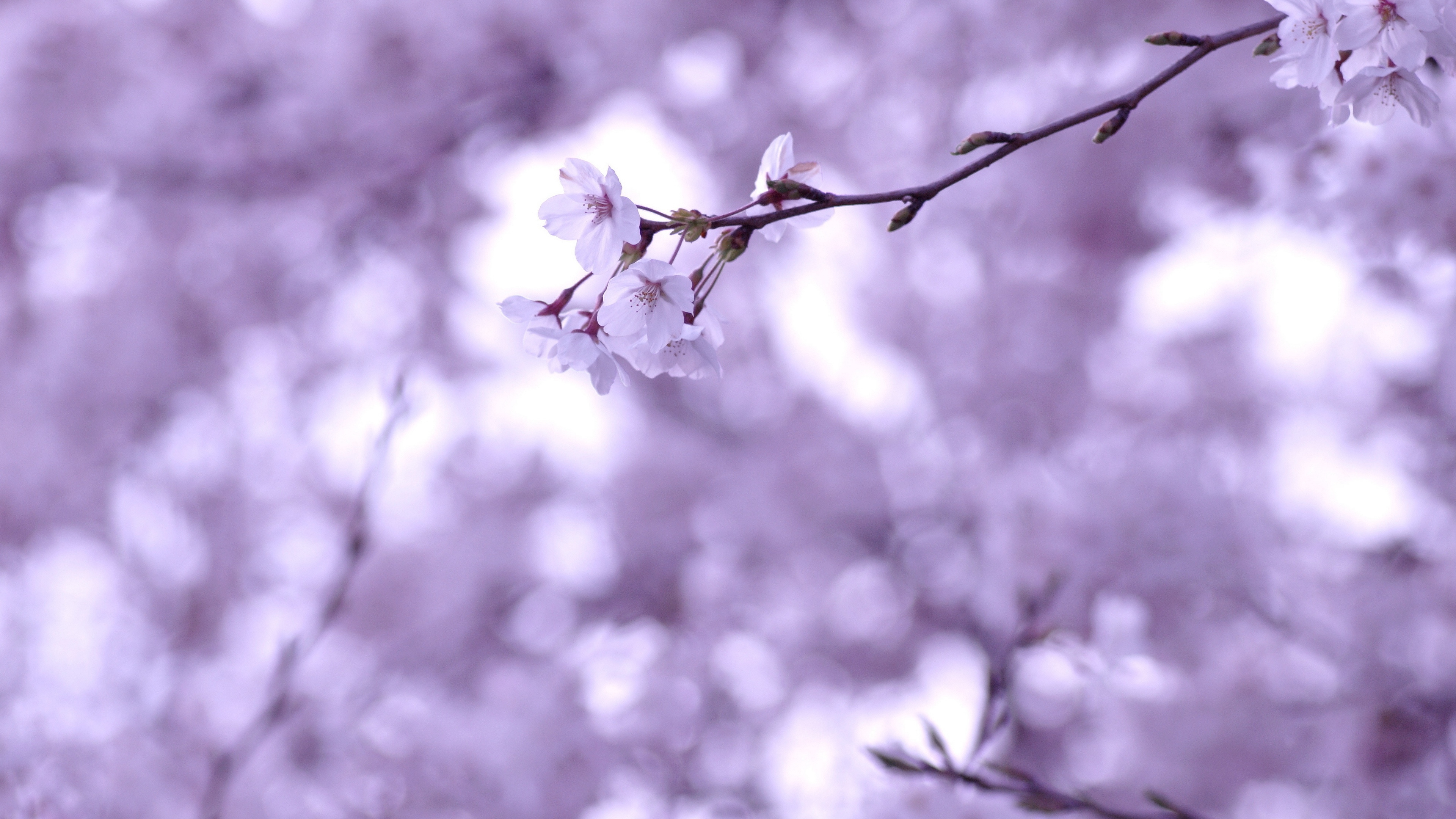 4K Ultra HD Cherry Blossom Wallpaper Free 3840x2160 High Quality Background