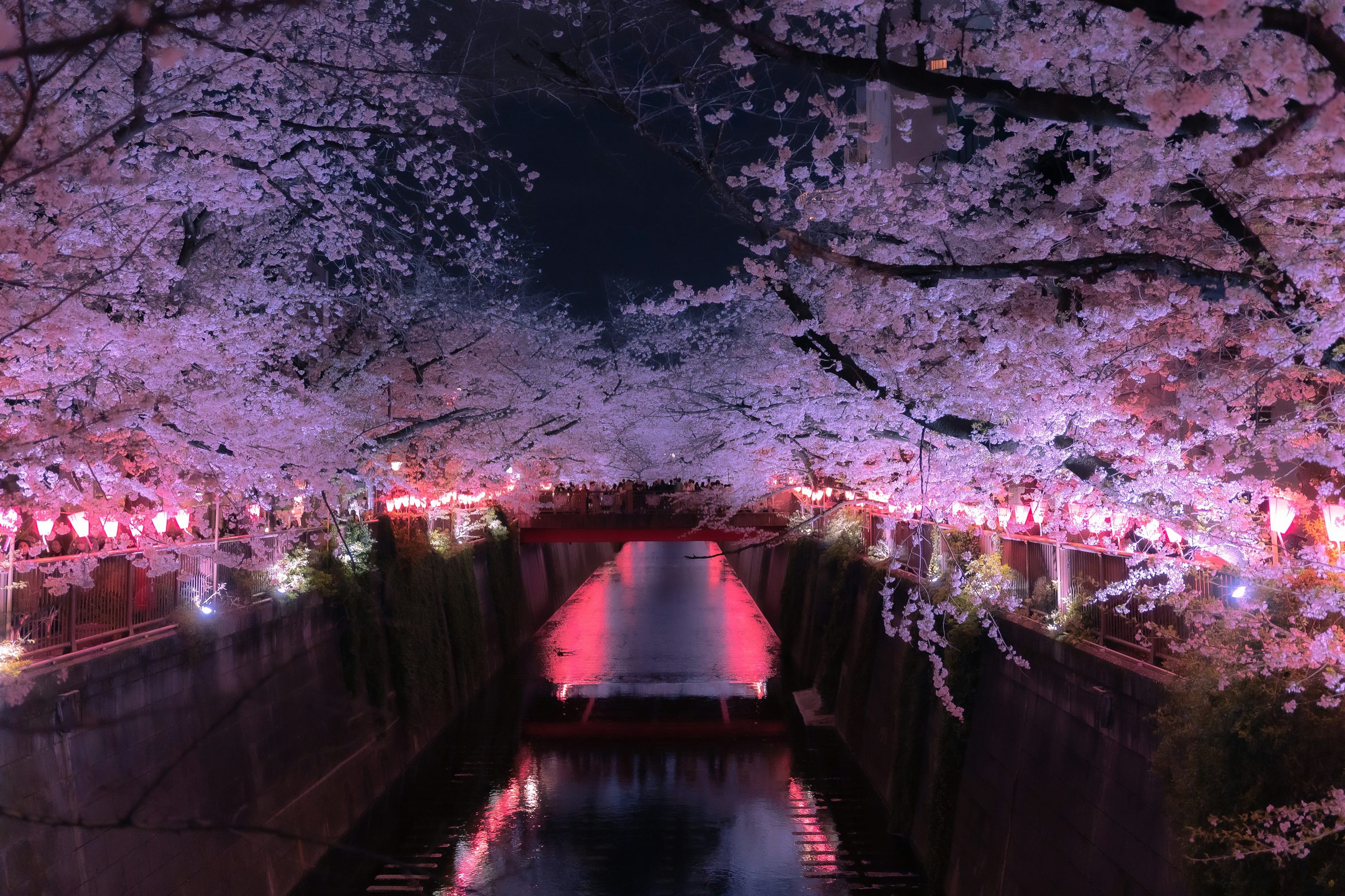 Cherry Blossom Night Picture. Download Free Image