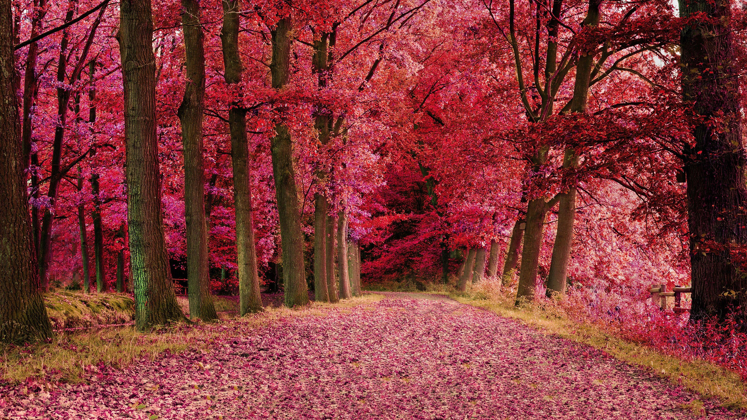 Beautiful Red Fall Autumn Leaves Trees Nature HD Autumn Wallpaper