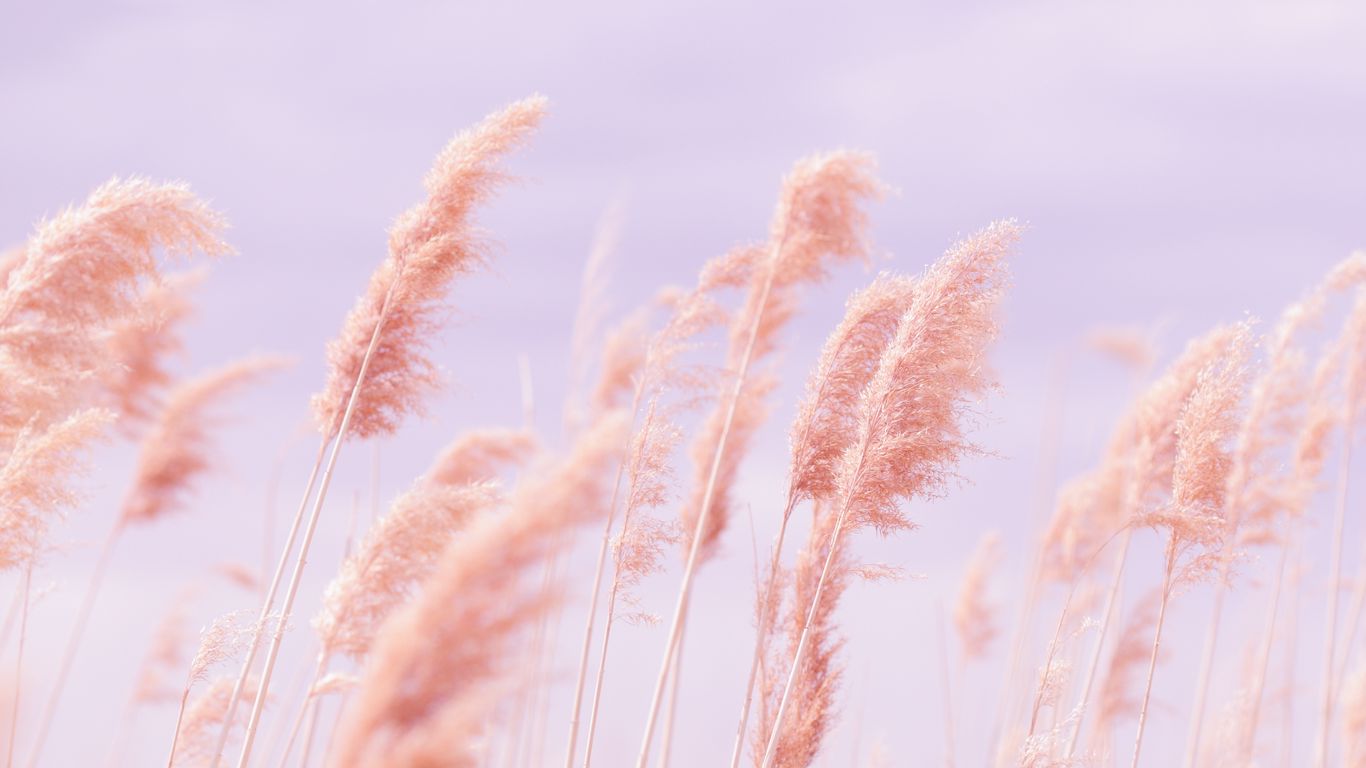 Download wallpaper 1366x768 grass, wind, pink, field tablet, laptop HD background
